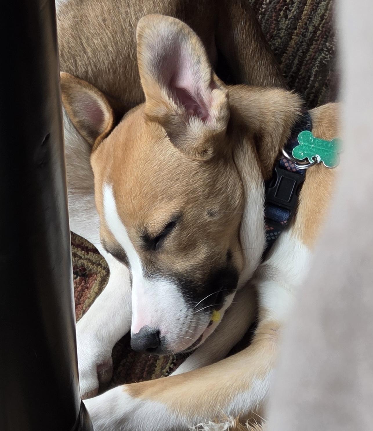 Enlarge Mystic, a ADOPTABLE mixed breed in Aurora, IL image 6/6