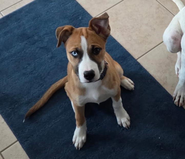 Enlarge Mystic, a ADOPTABLE mixed breed in Aurora, IL image 2/6