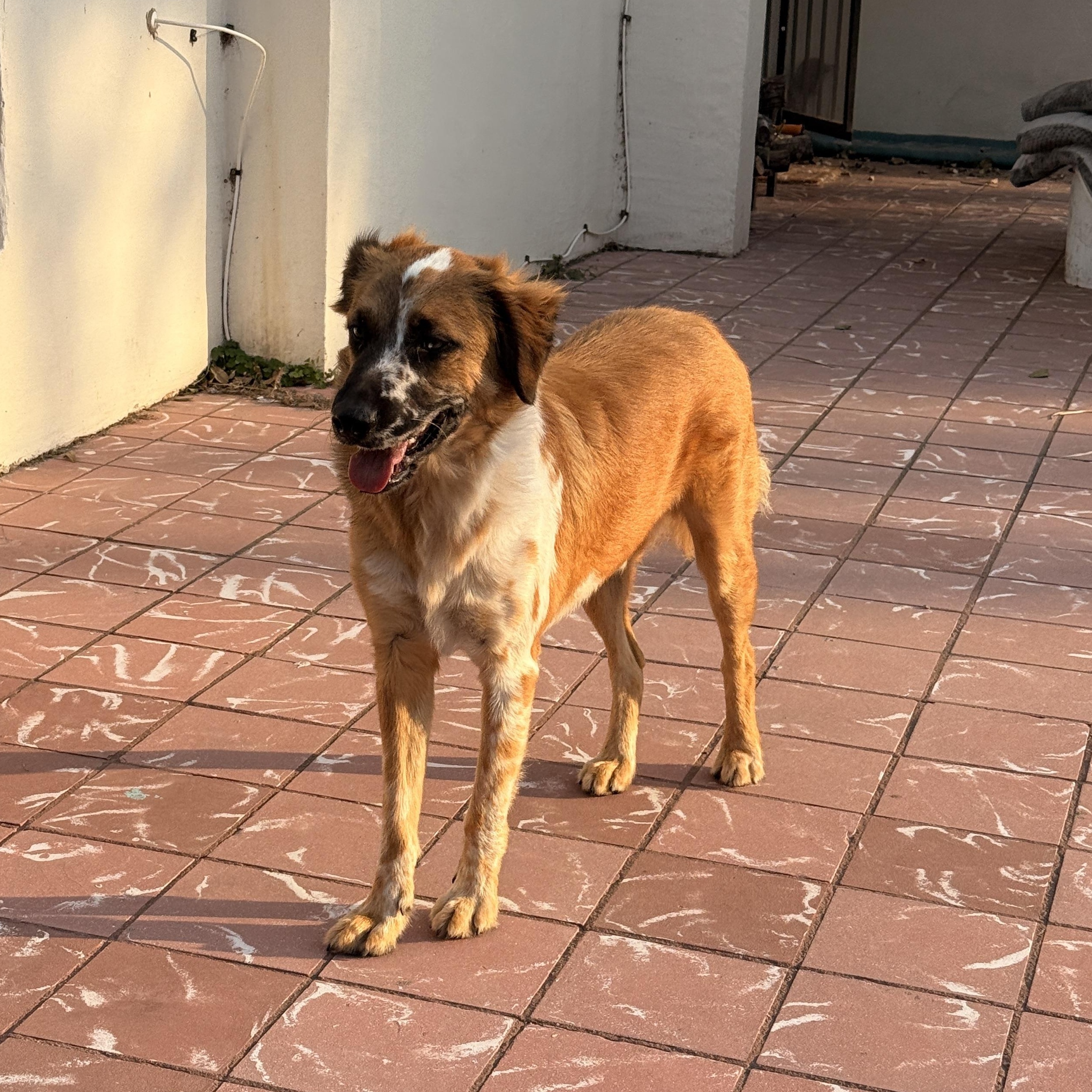 Baron, a Adoptable Australian Shepherd in Benbrook, TX image 4/5