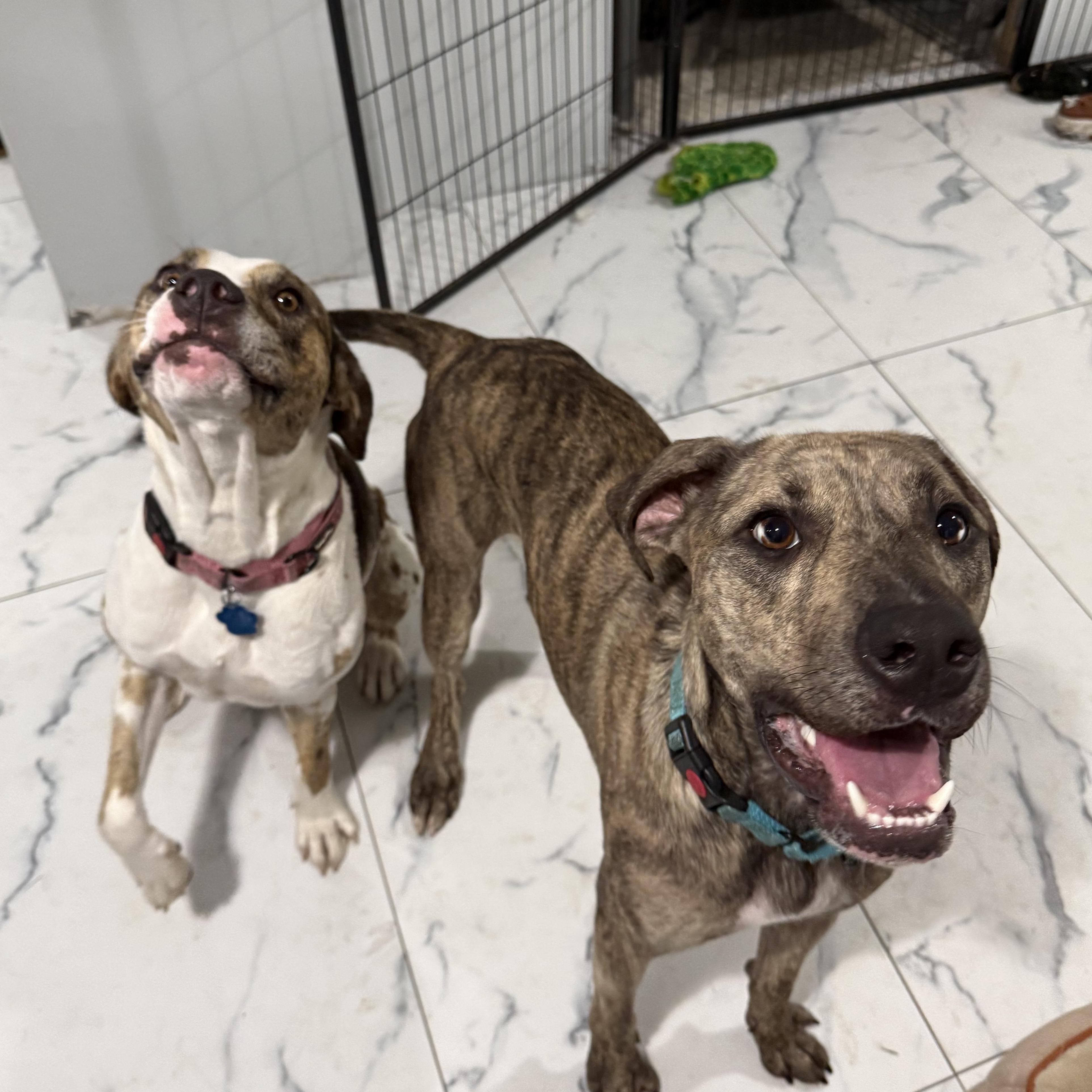 Nala, a Adoptable mixed breed in Medford, NY image 6/6