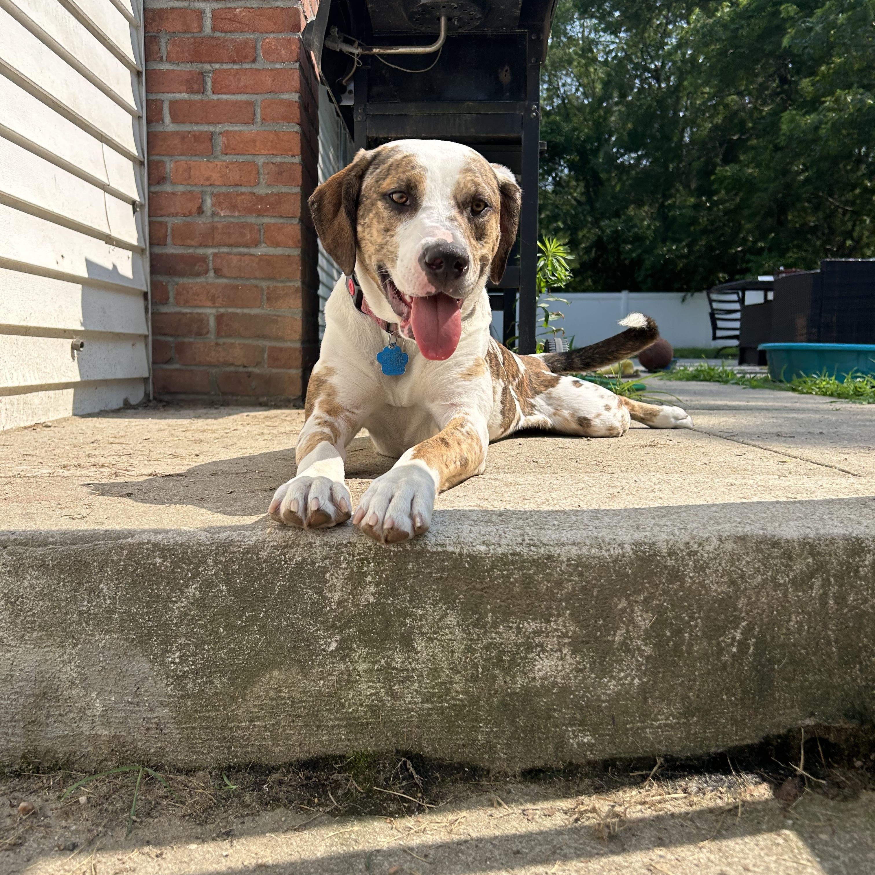 Nala, a Adoptable mixed breed in Medford, NY image 2/6