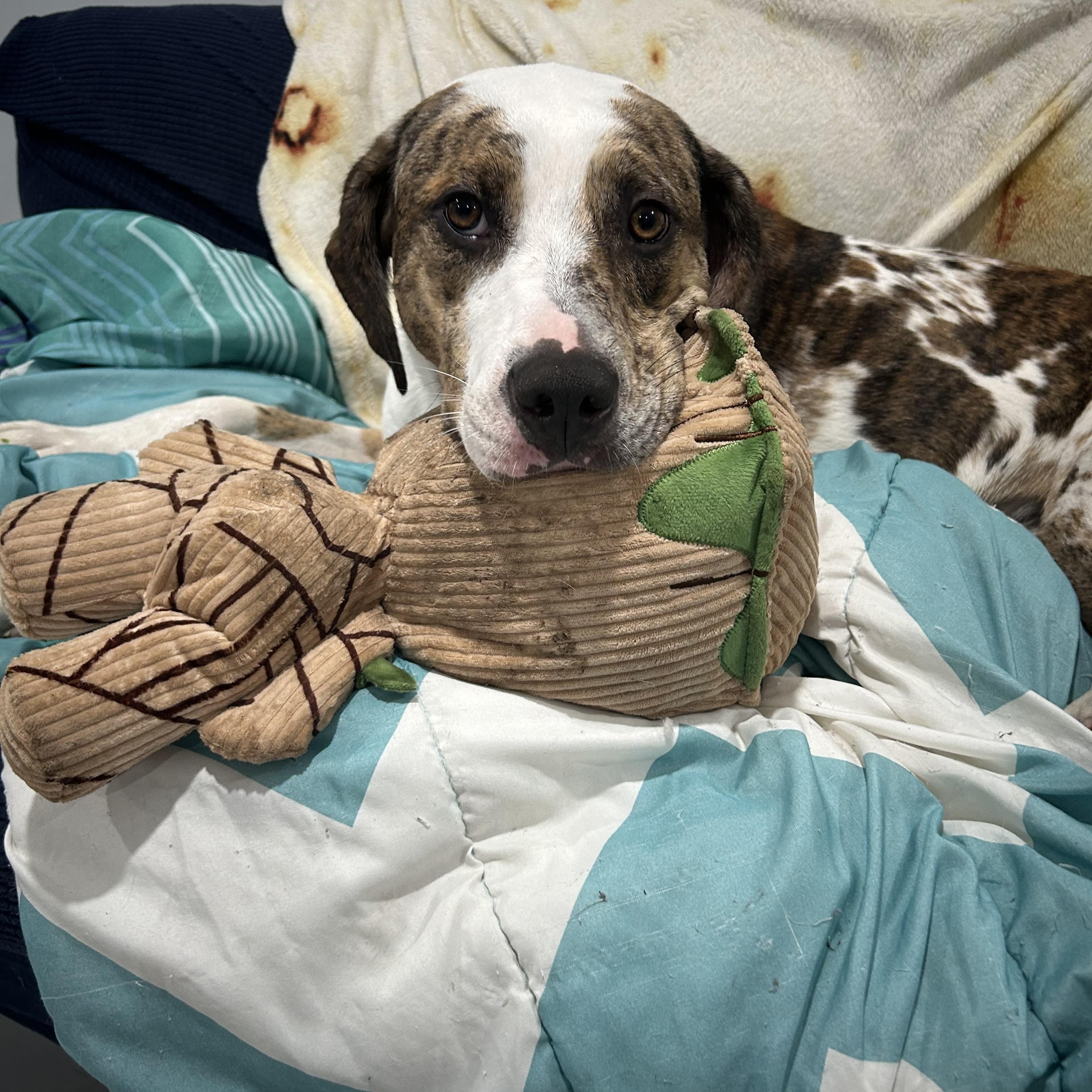 Nala, a Adoptable mixed breed in Medford, NY image 1/6