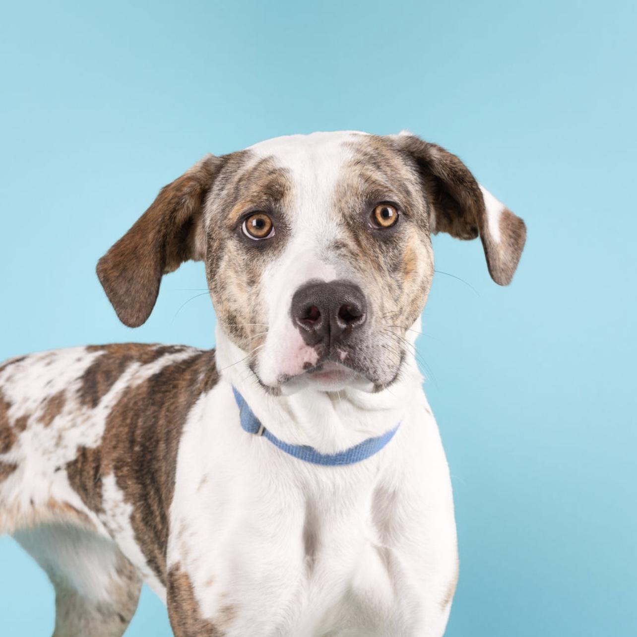 Nala, a Adoptable mixed breed in Medford, NY image 3/6