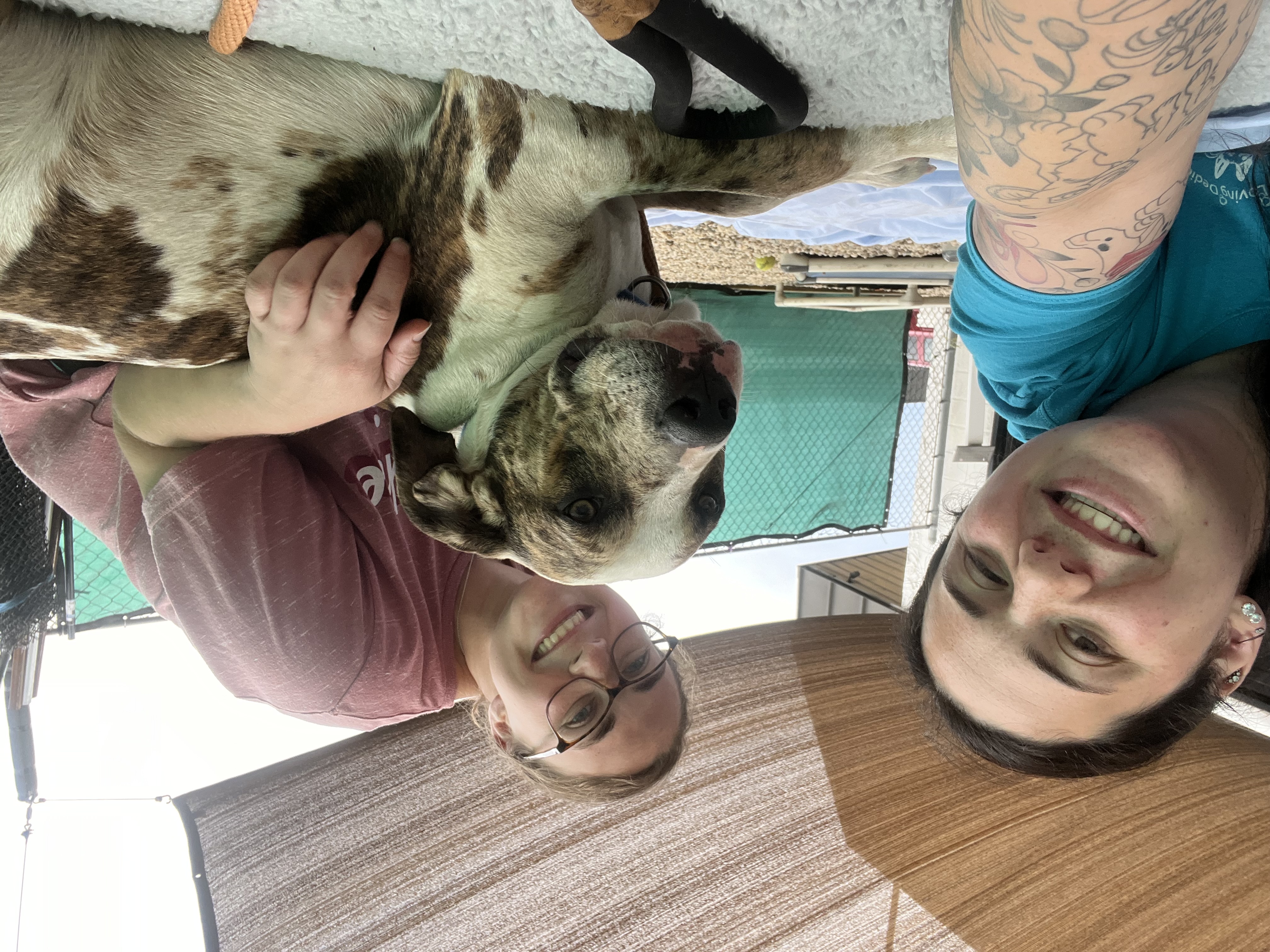 Nala, a Adoptable mixed breed in Medford, NY image 5/6