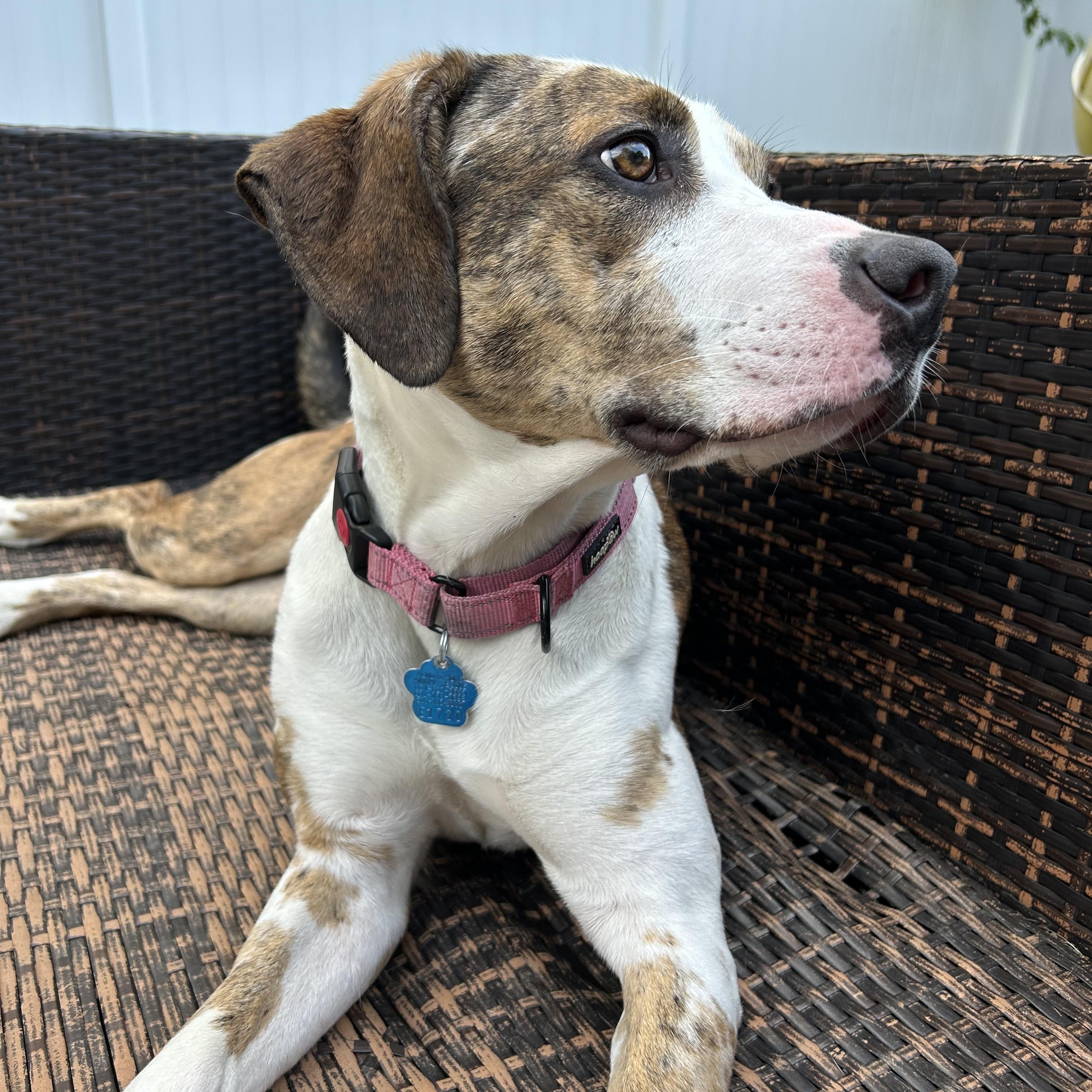 Nala, a Adoptable mixed breed in Medford, NY image 4/6