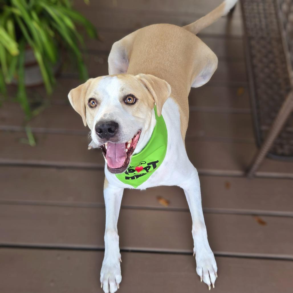 Hercules, Adoptable, Adult Male Hound & American Staffordshire Terrier.