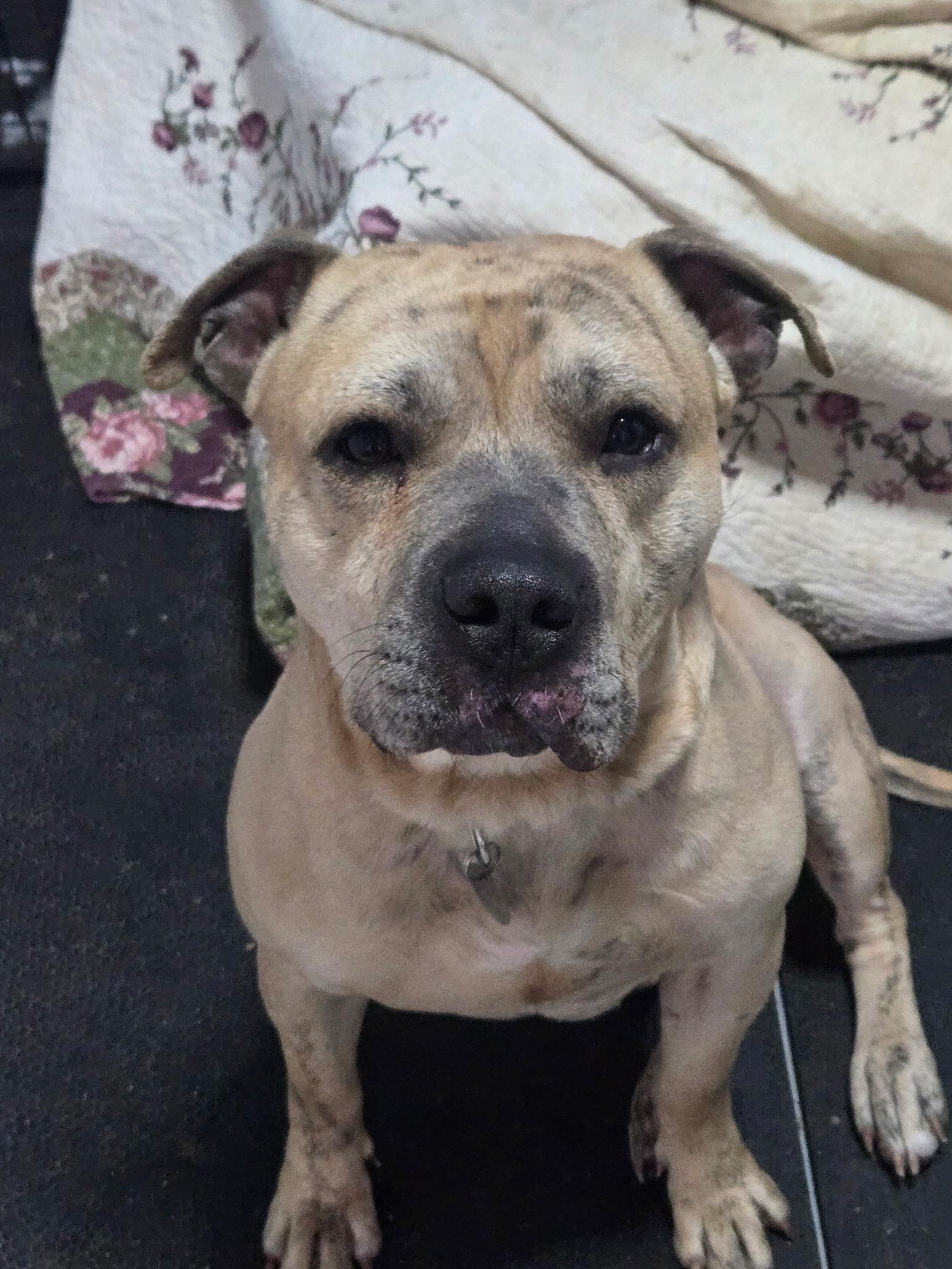 Enlarge Dozer, a ADOPTABLE mixed breed in Darien Center, NY image 4/5