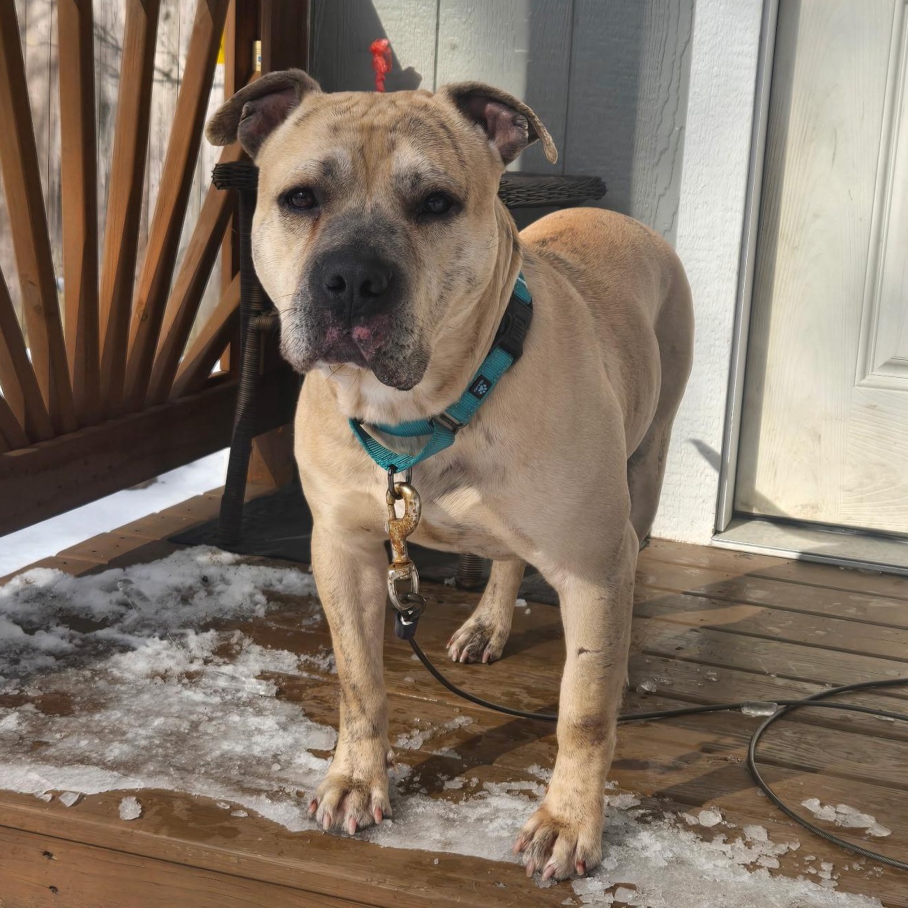 Dozer, ADOPTABLE, Young Male American Staffordshire Terrier.