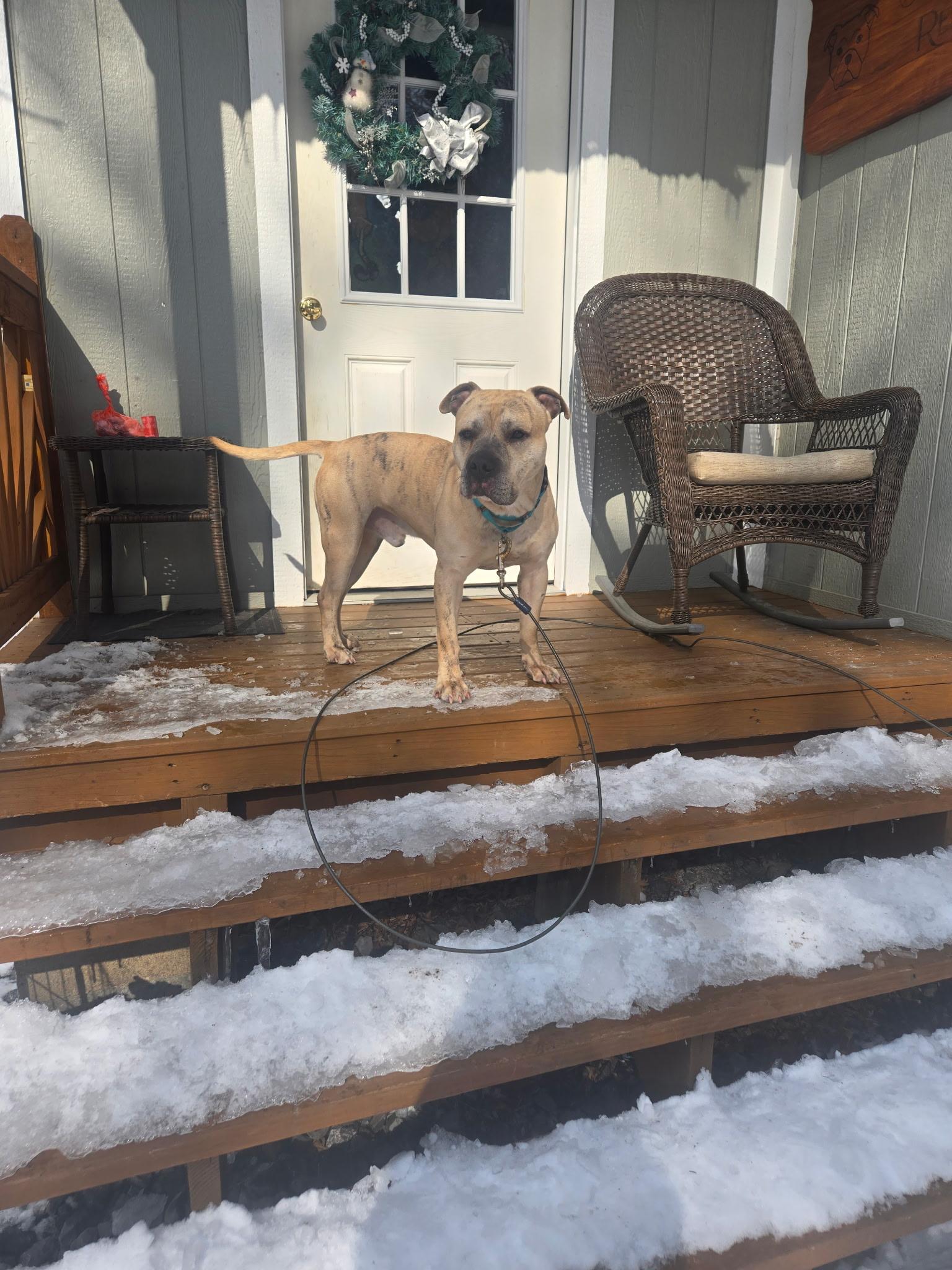 Enlarge Dozer, a ADOPTABLE mixed breed in Darien Center, NY image 3/5