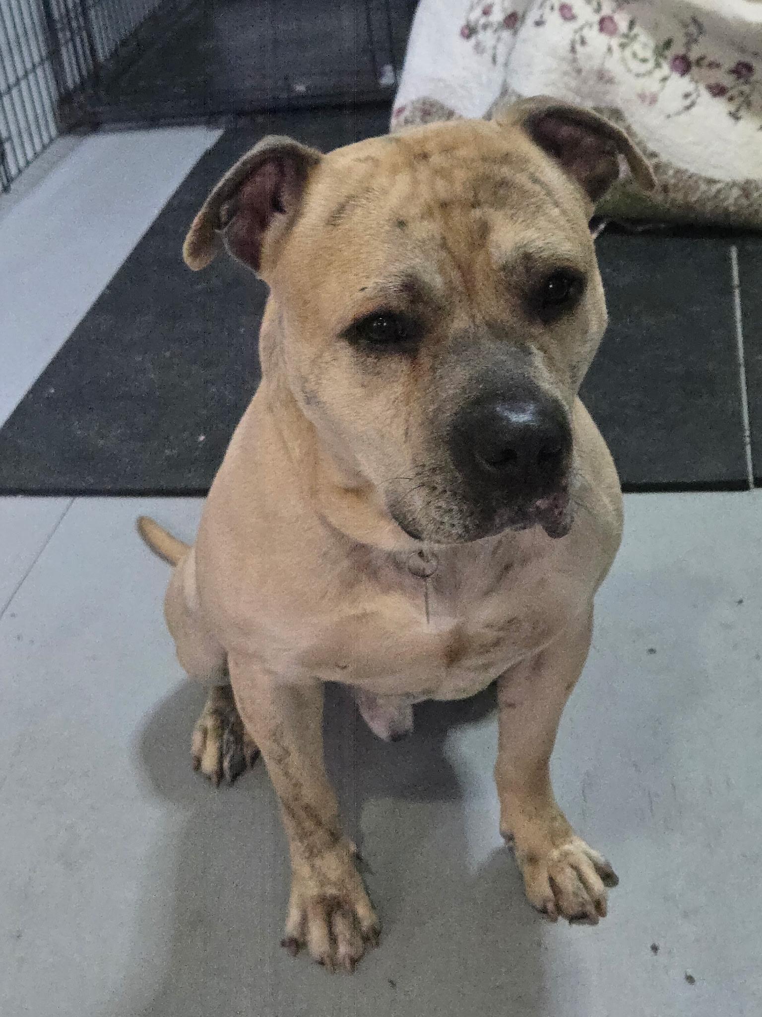 Enlarge Dozer, a ADOPTABLE mixed breed in Darien Center, NY image 5/5