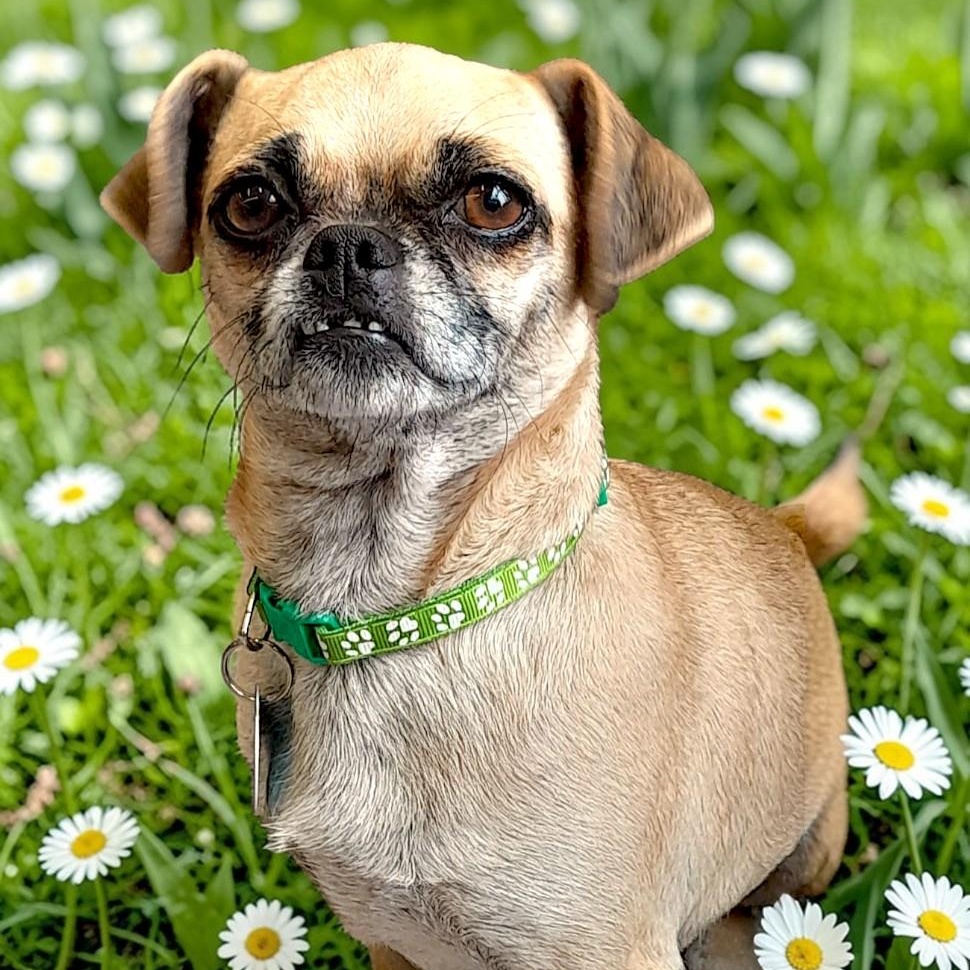 Pushkin, adopted, Adult Female Chihuahua.