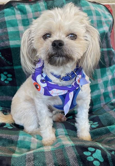 Enlarge Skittles, a Adoptable Shih Tzu in Memphis, TN image 2/4
