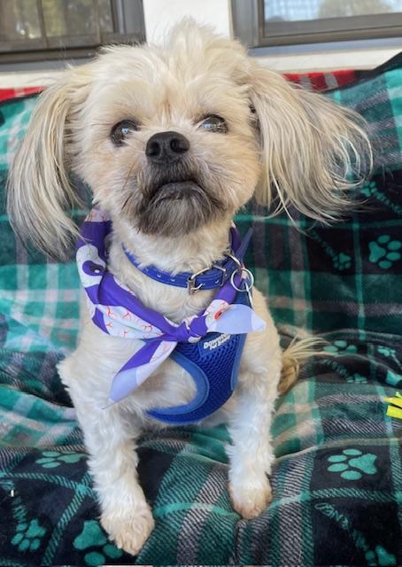 Enlarge Skittles, a Adoptable Shih Tzu in Memphis, TN image 1/4