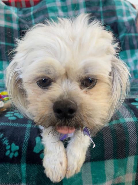 Enlarge Skittles, a Adoptable Shih Tzu in Memphis, TN image 3/4