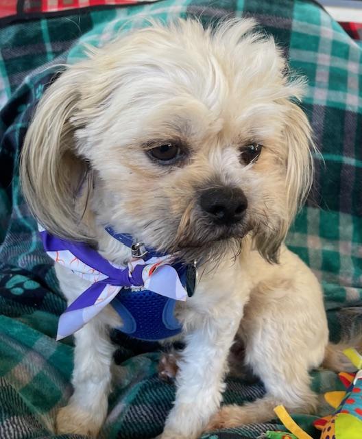 Enlarge Skittles, a Adoptable Shih Tzu in Memphis, TN image 4/4