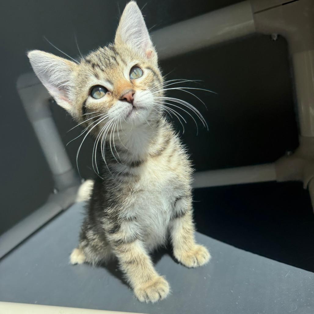 Enlarge Truman, a Adoptable Domestic Short Hair in Ponca City, OK image 3/3