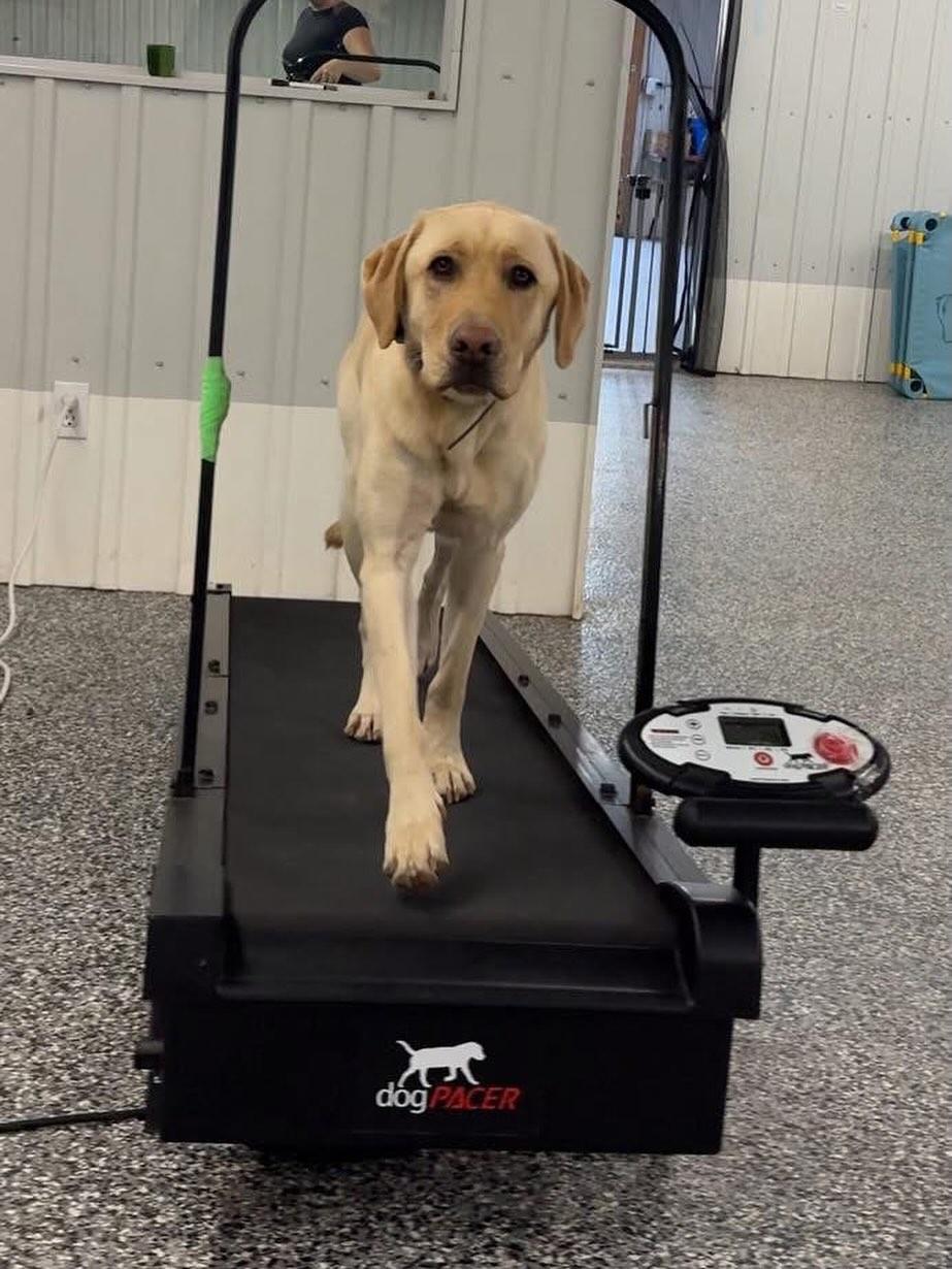 Enlarge Sugar, a Adoptable Labrador Retriever in GUELPH, ON image 3/4
