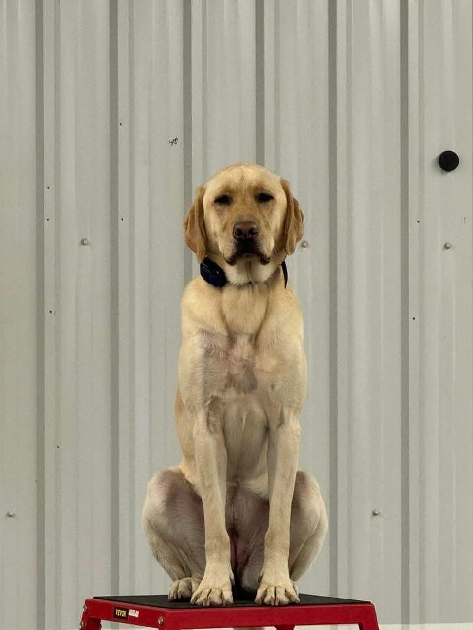 Enlarge Sugar, a Adoptable Labrador Retriever in GUELPH, ON image 4/4