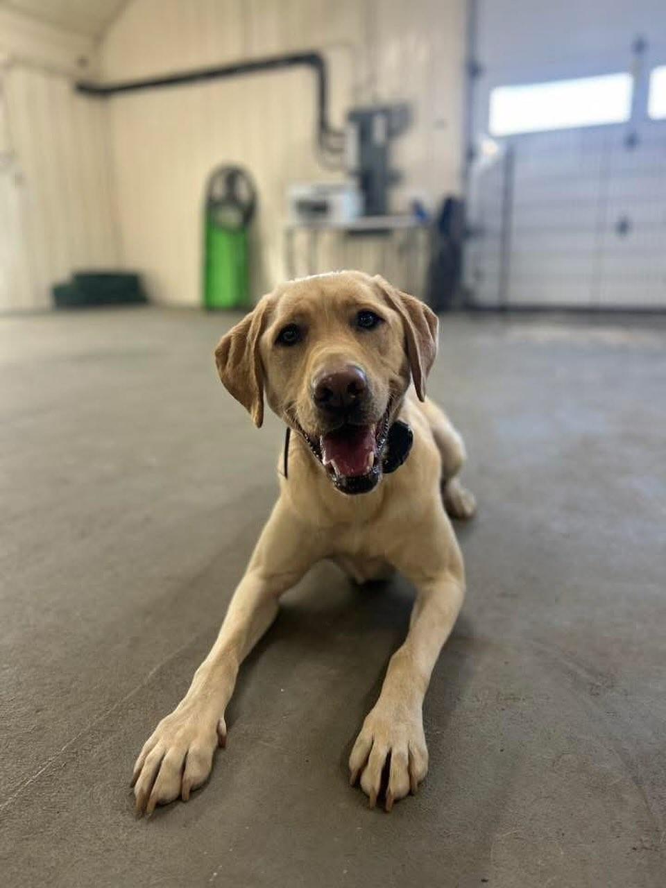 Sugar, Adoptable, Young Female Labrador Retriever.