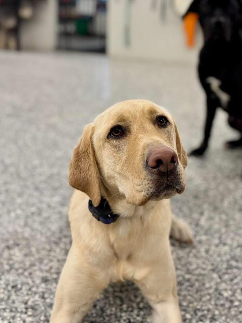Enlarge Sugar, a Adoptable Labrador Retriever in GUELPH, ON image 2/4