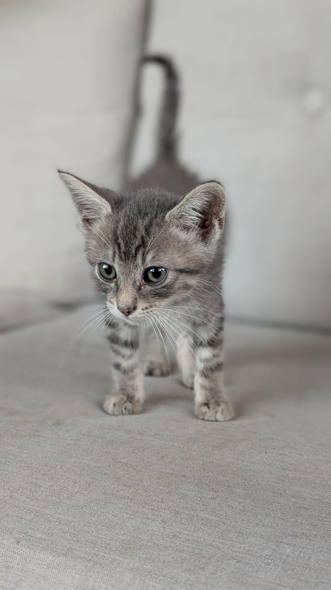 Fenway, adopted, Kitten Male Domestic Short Hair.