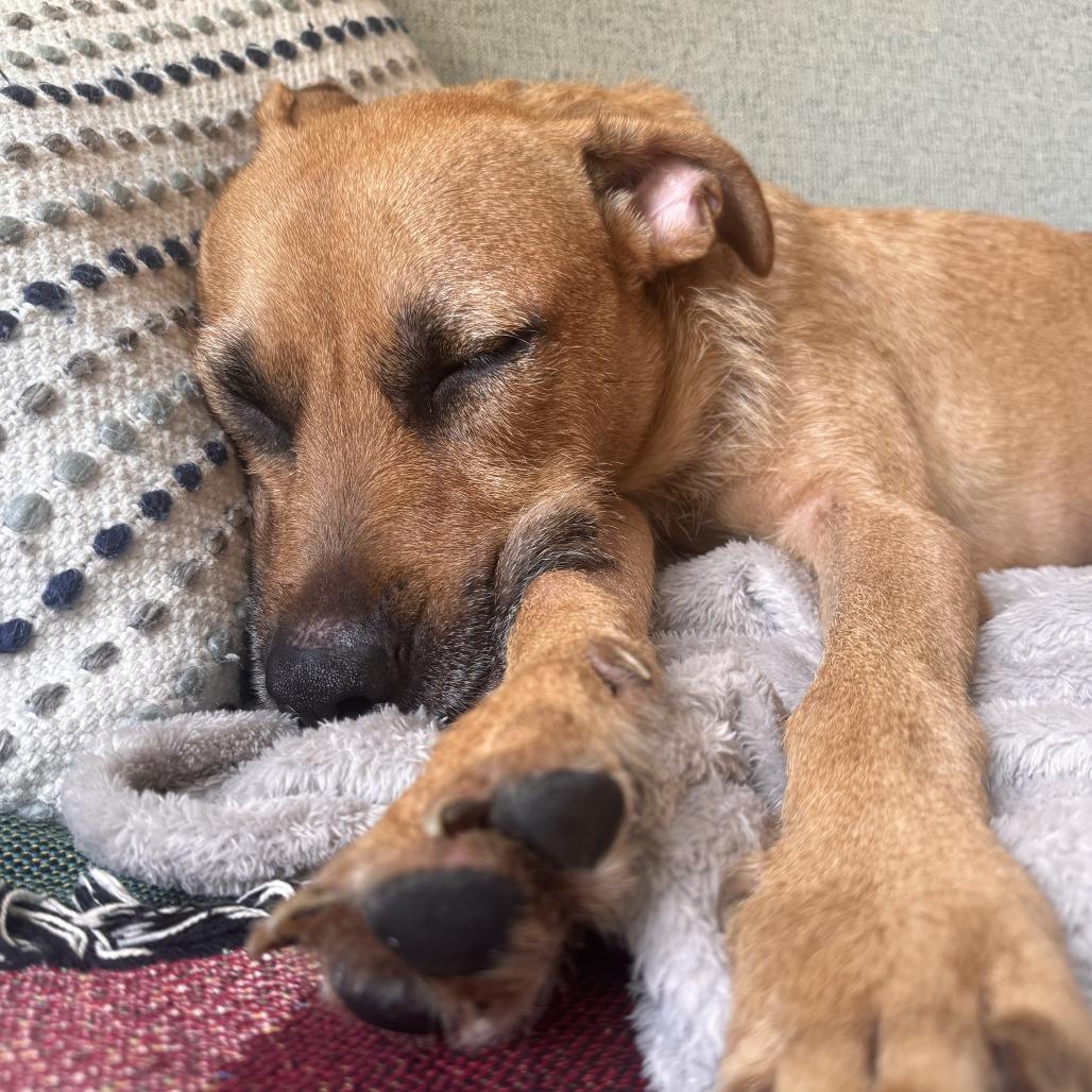 Zubie, Adoptable, Young Female Black Mouth Cur & Labrador Retriever.
