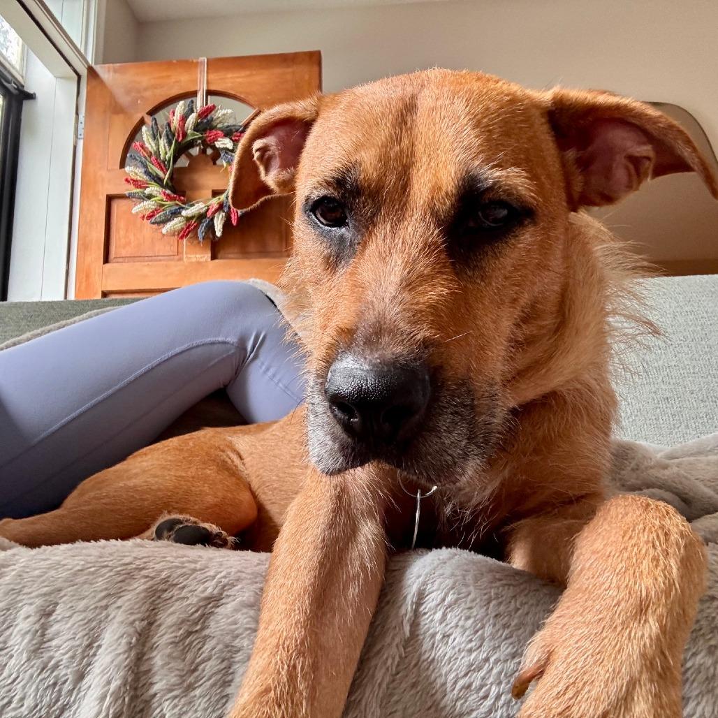 Enlarge Zubie, a Adoptable mixed breed in Chicago, IL image 2/5