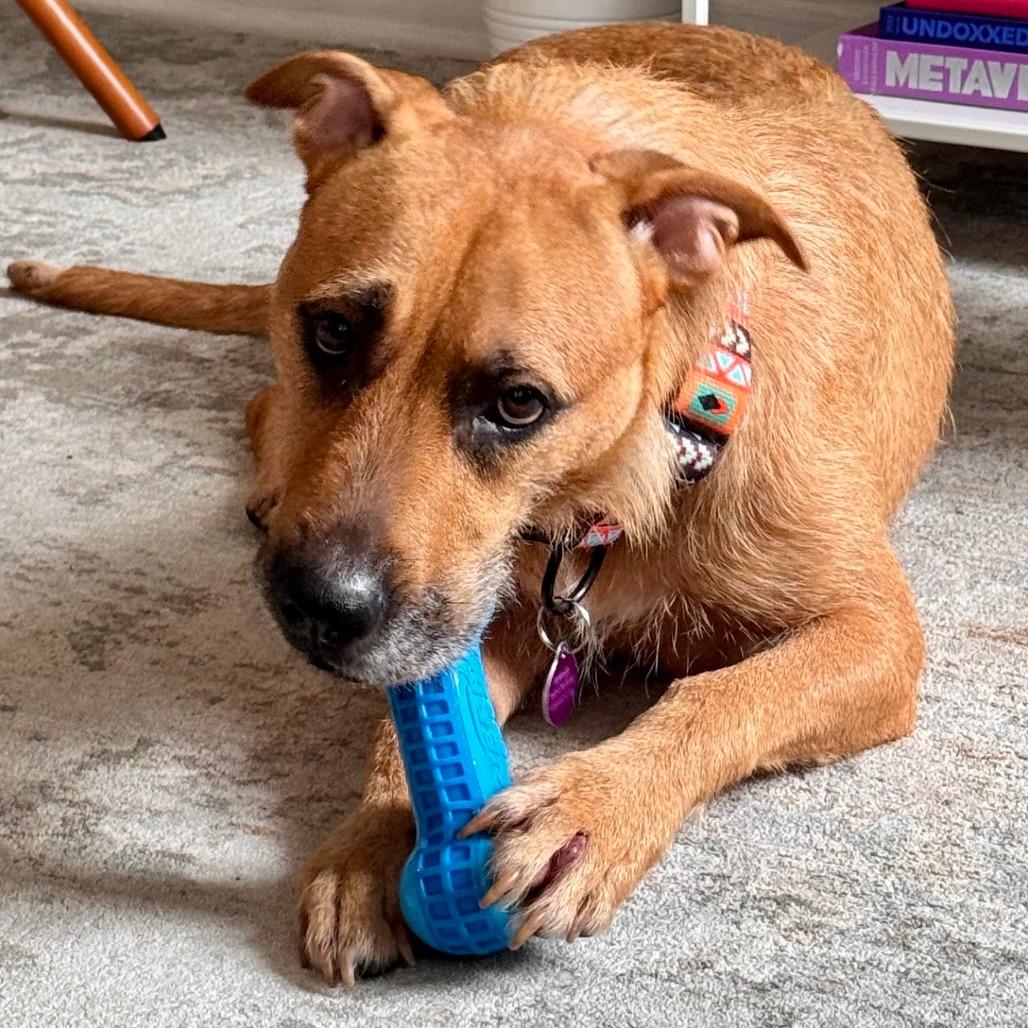 Enlarge Zubie, a Adoptable mixed breed in Chicago, IL image 3/5