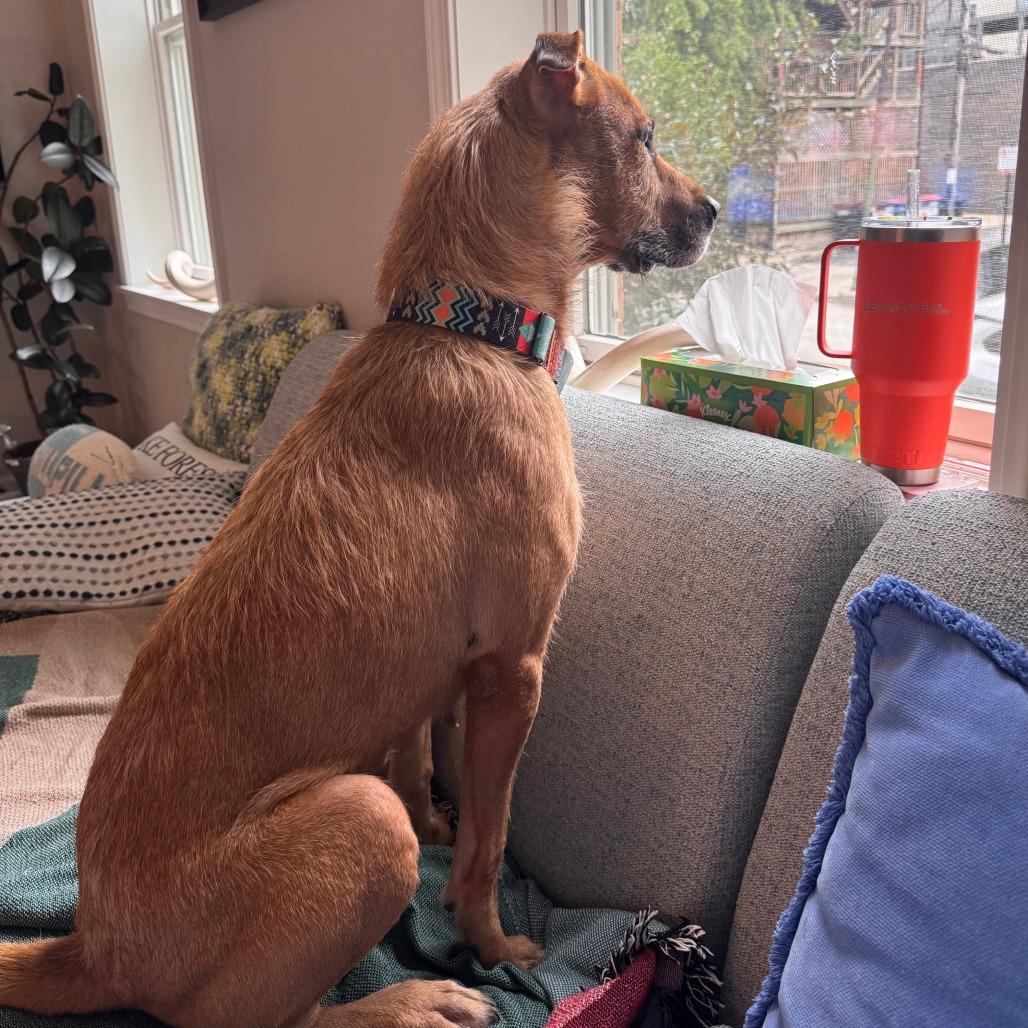 Enlarge Zubie, a Adoptable mixed breed in Chicago, IL image 4/5
