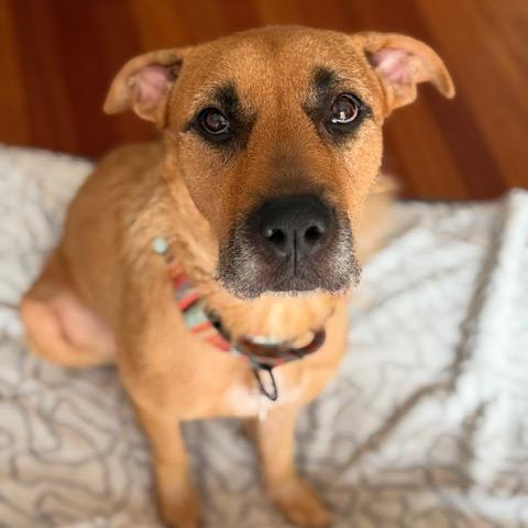 Enlarge Zubie, a Adoptable mixed breed in Chicago, IL image 5/5