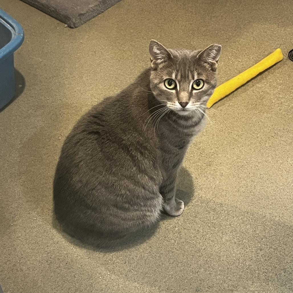 Cloud & Sky, Adoptable, Adult Female Domestic Short Hair.