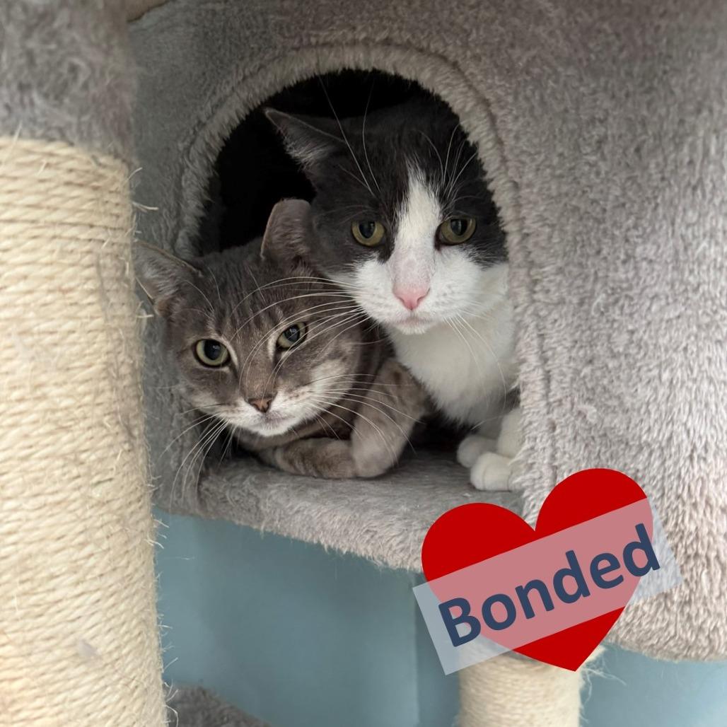 Cloud & Sky, a Adoptable Domestic Short Hair in Ashland, MA image 2/4