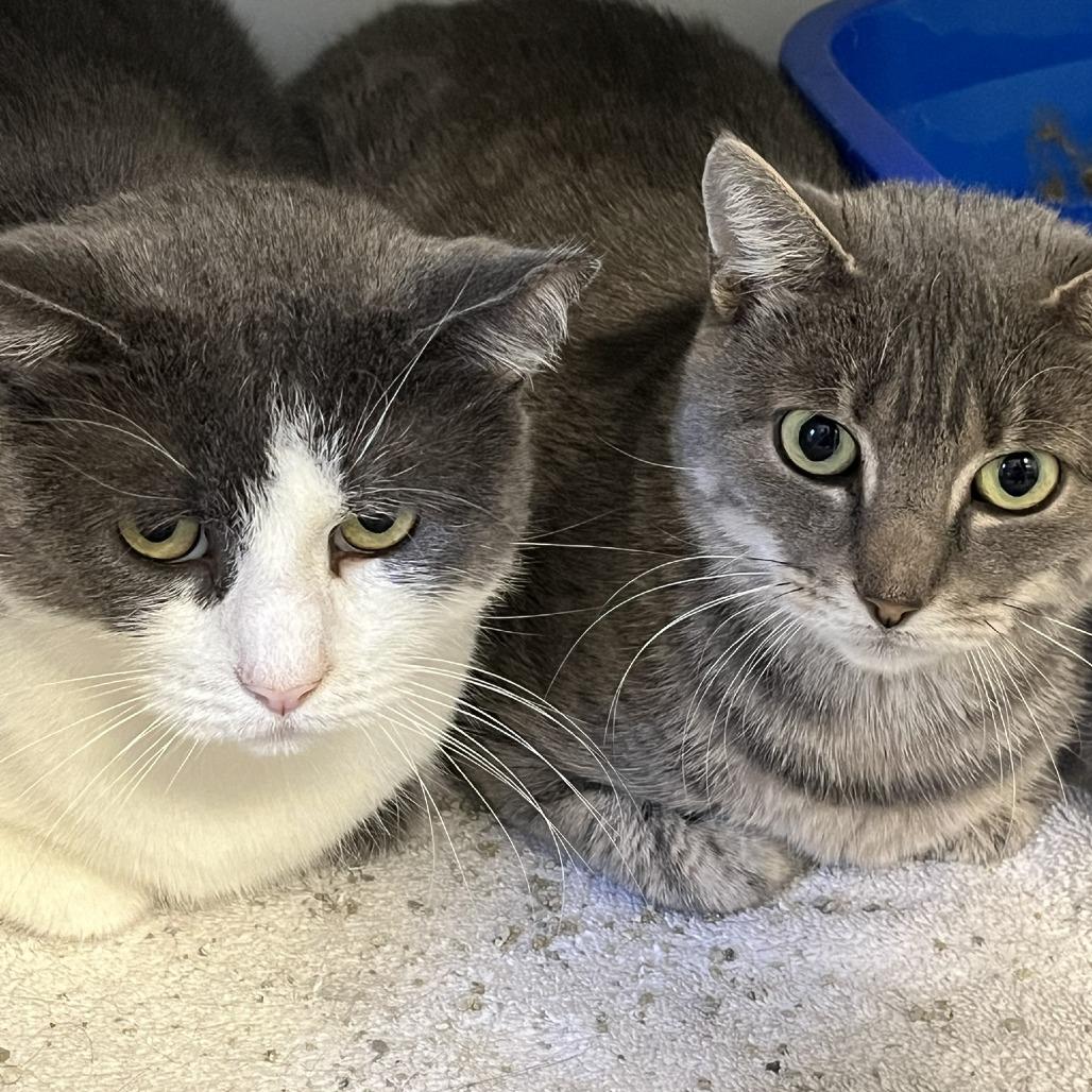 Cloud & Sky, a Adoptable Domestic Short Hair in Ashland, MA image 4/4