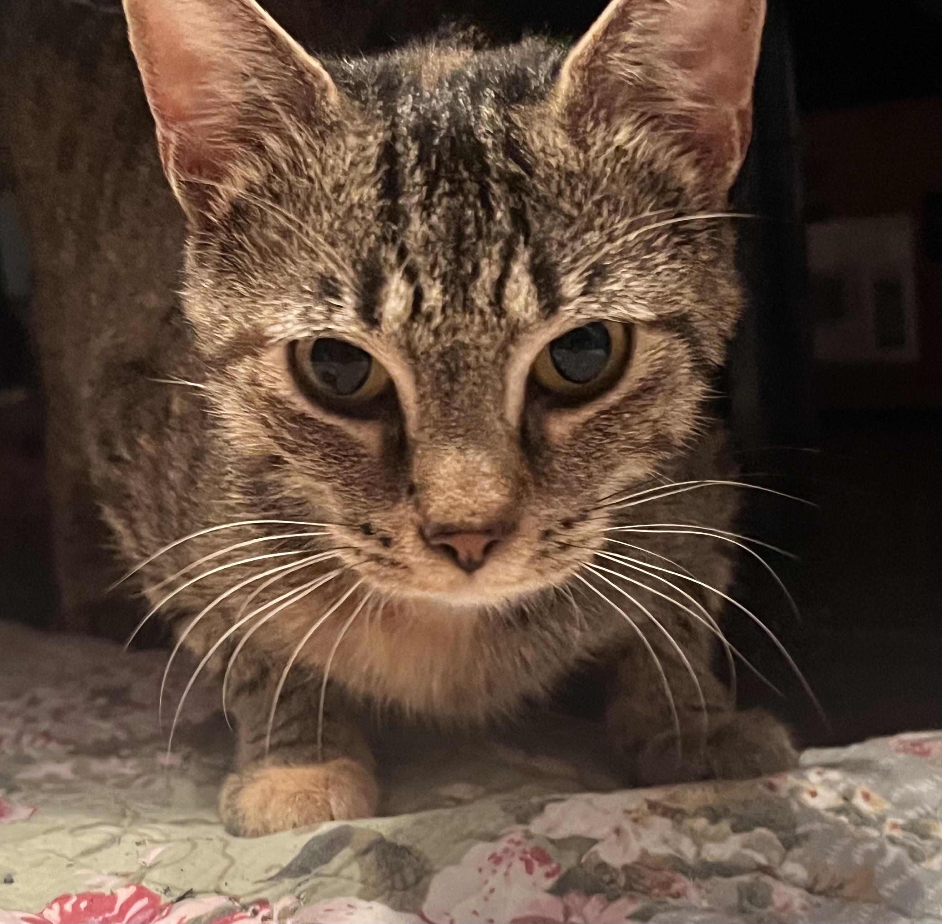 Enlarge Mimi, a Adoptable mixed breed in Plain City, OH image 1/4