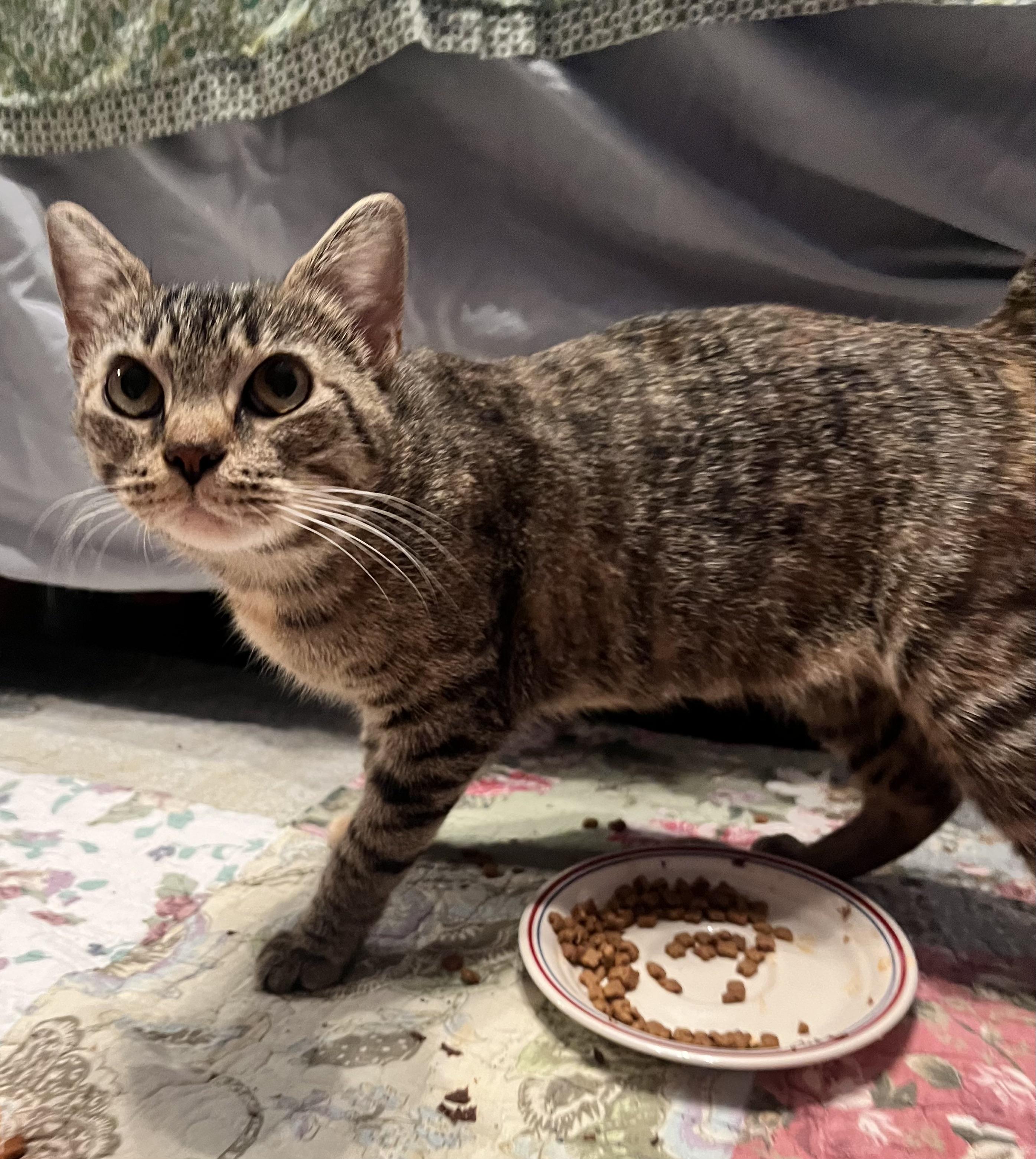 Enlarge Mimi, a Adoptable mixed breed in Plain City, OH image 3/4