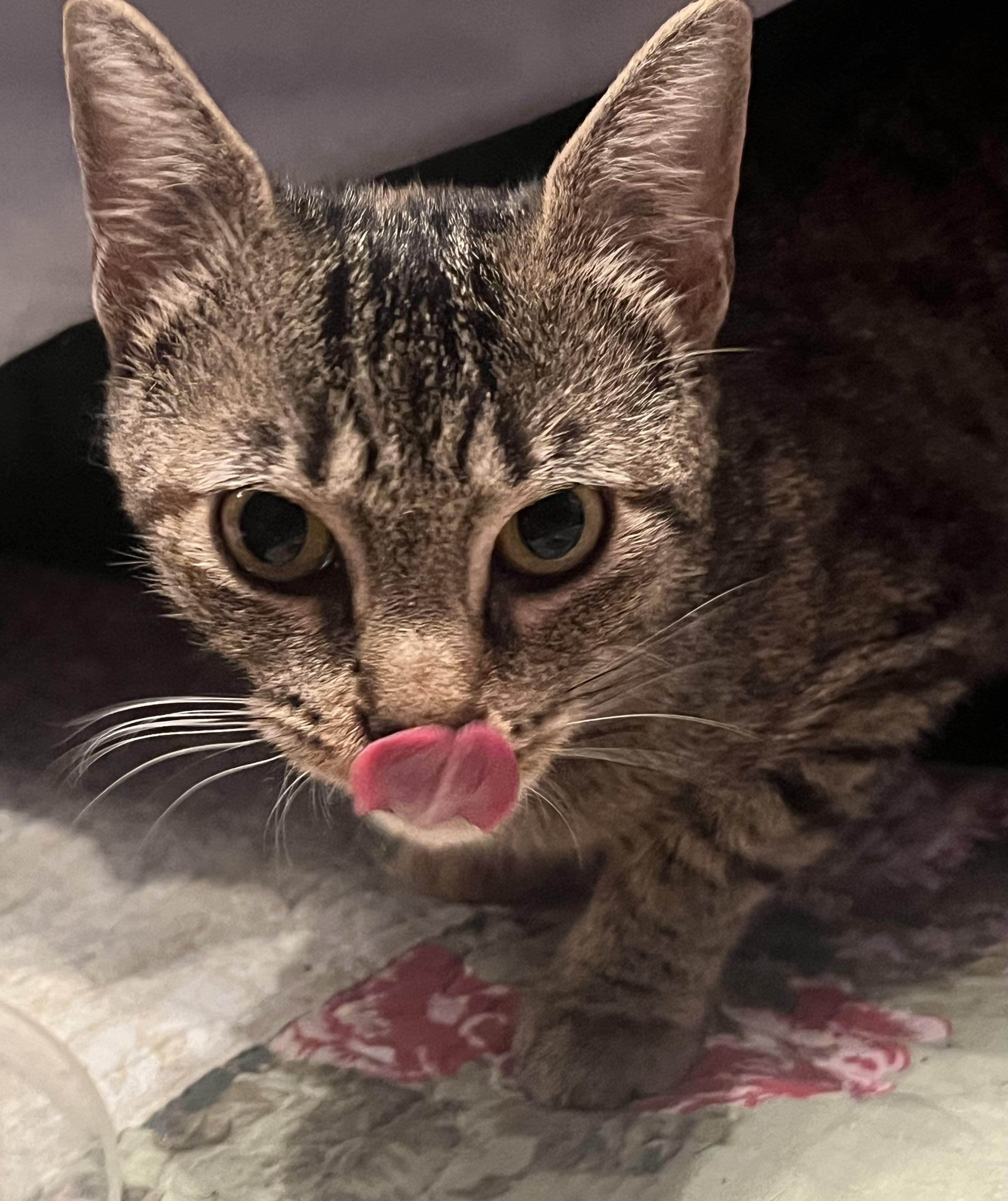 Enlarge Mimi, a Adoptable mixed breed in Plain City, OH image 2/4