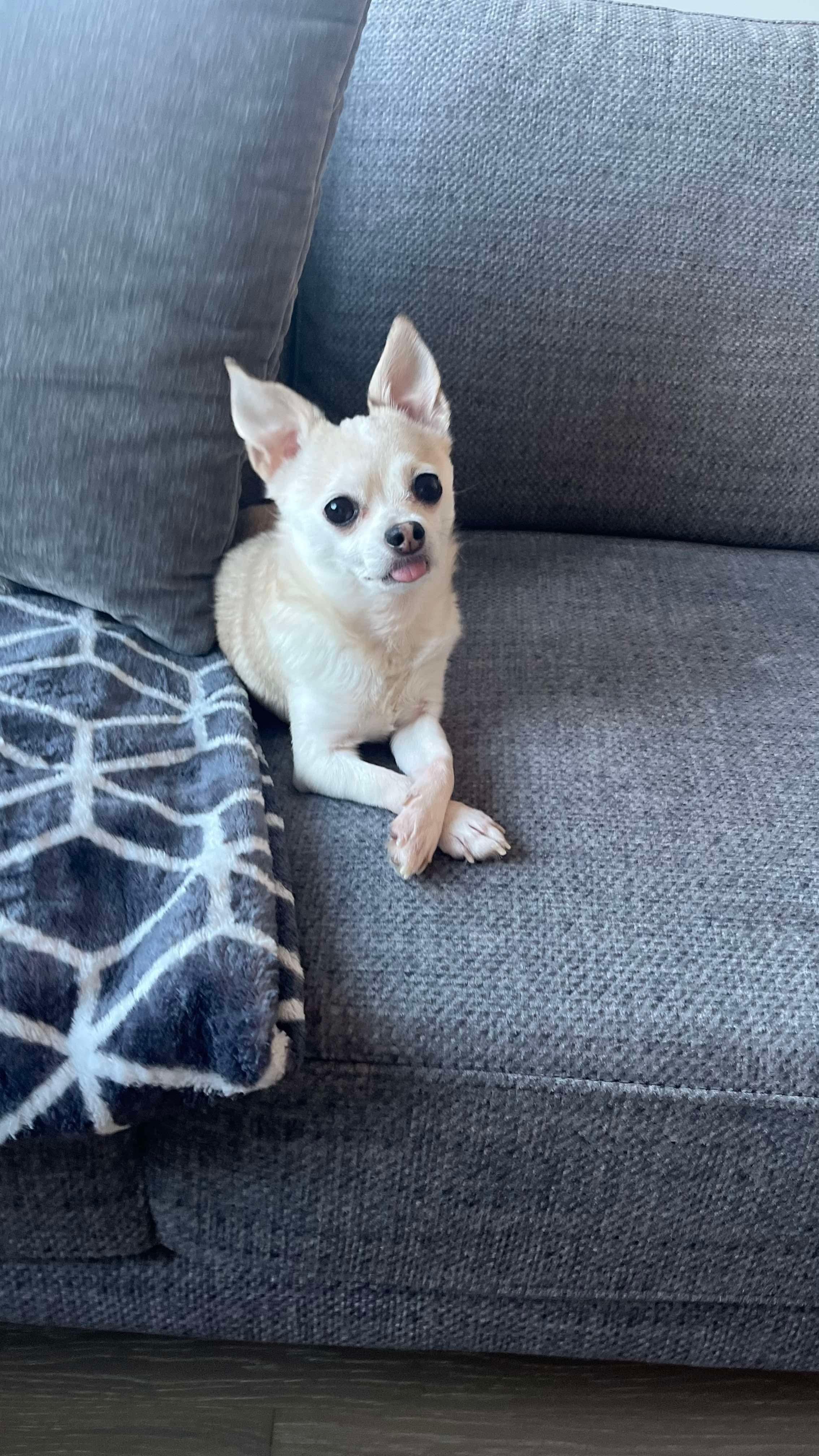 Enlarge Cupcake, a Adopted Chihuahua in North Vancouver, BC image 1/6