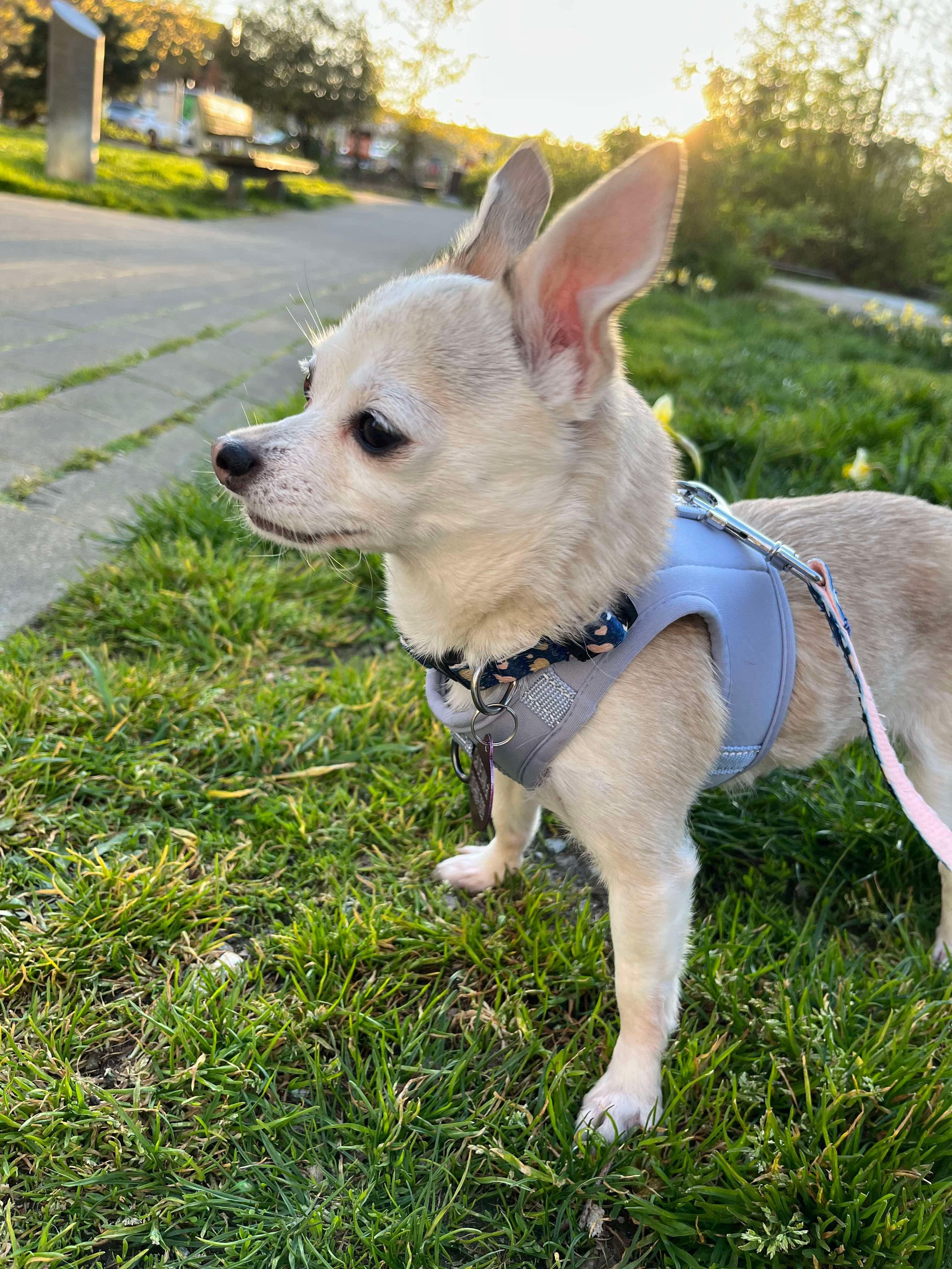 Enlarge Cupcake, a Adopted Chihuahua in North Vancouver, BC image 2/6