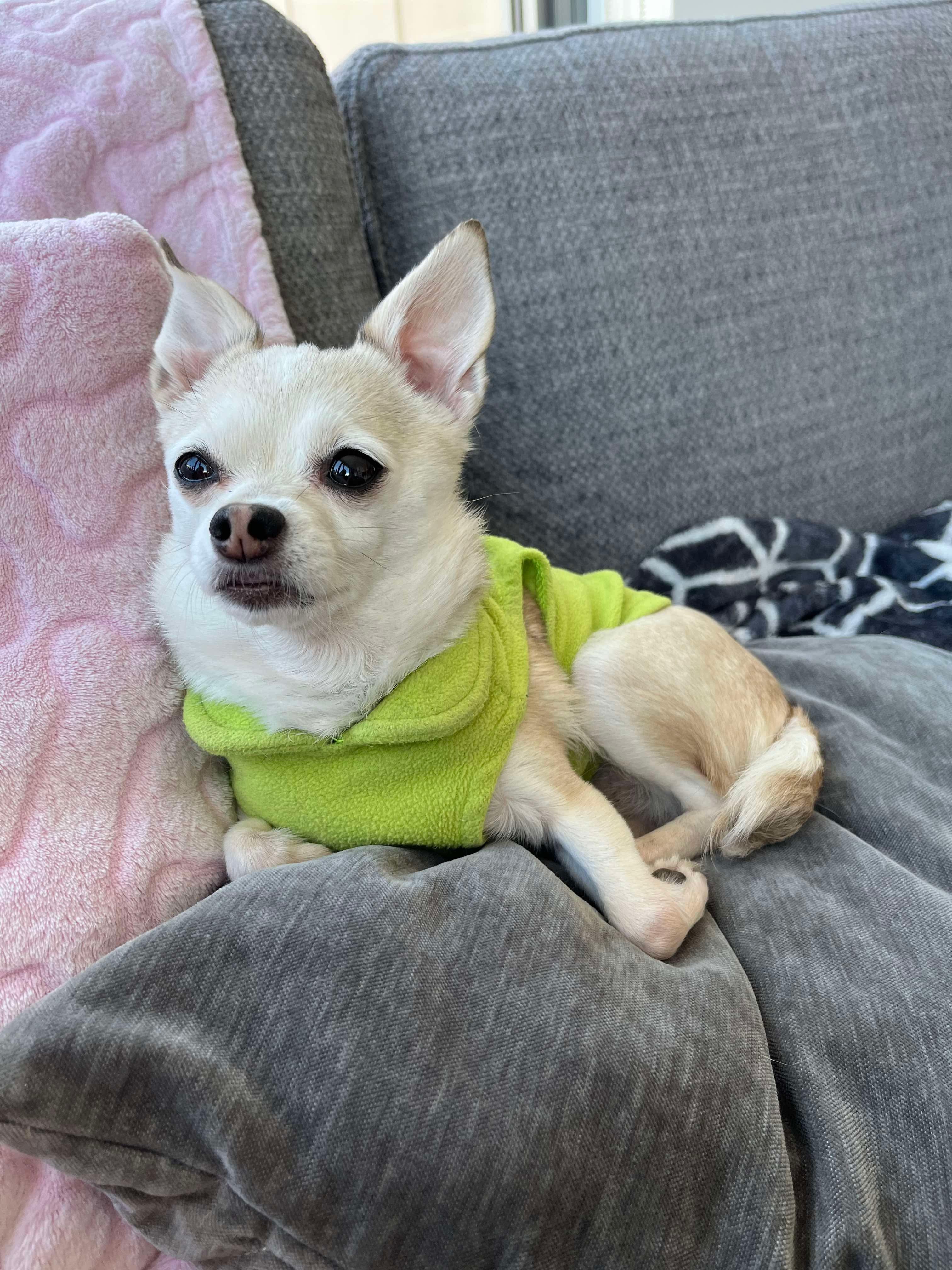 Enlarge Cupcake, a Adopted Chihuahua in North Vancouver, BC image 3/6