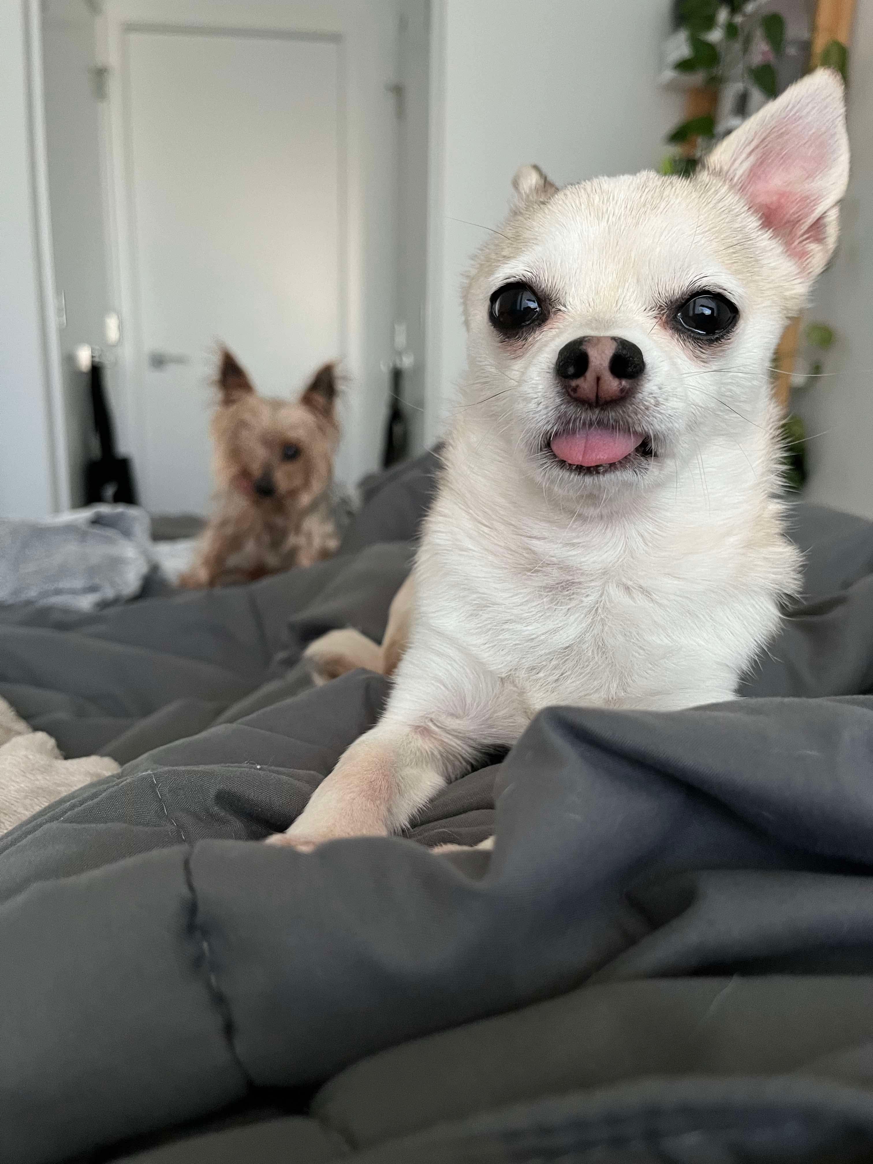 Enlarge Cupcake, a Adopted Chihuahua in North Vancouver, BC image 4/6