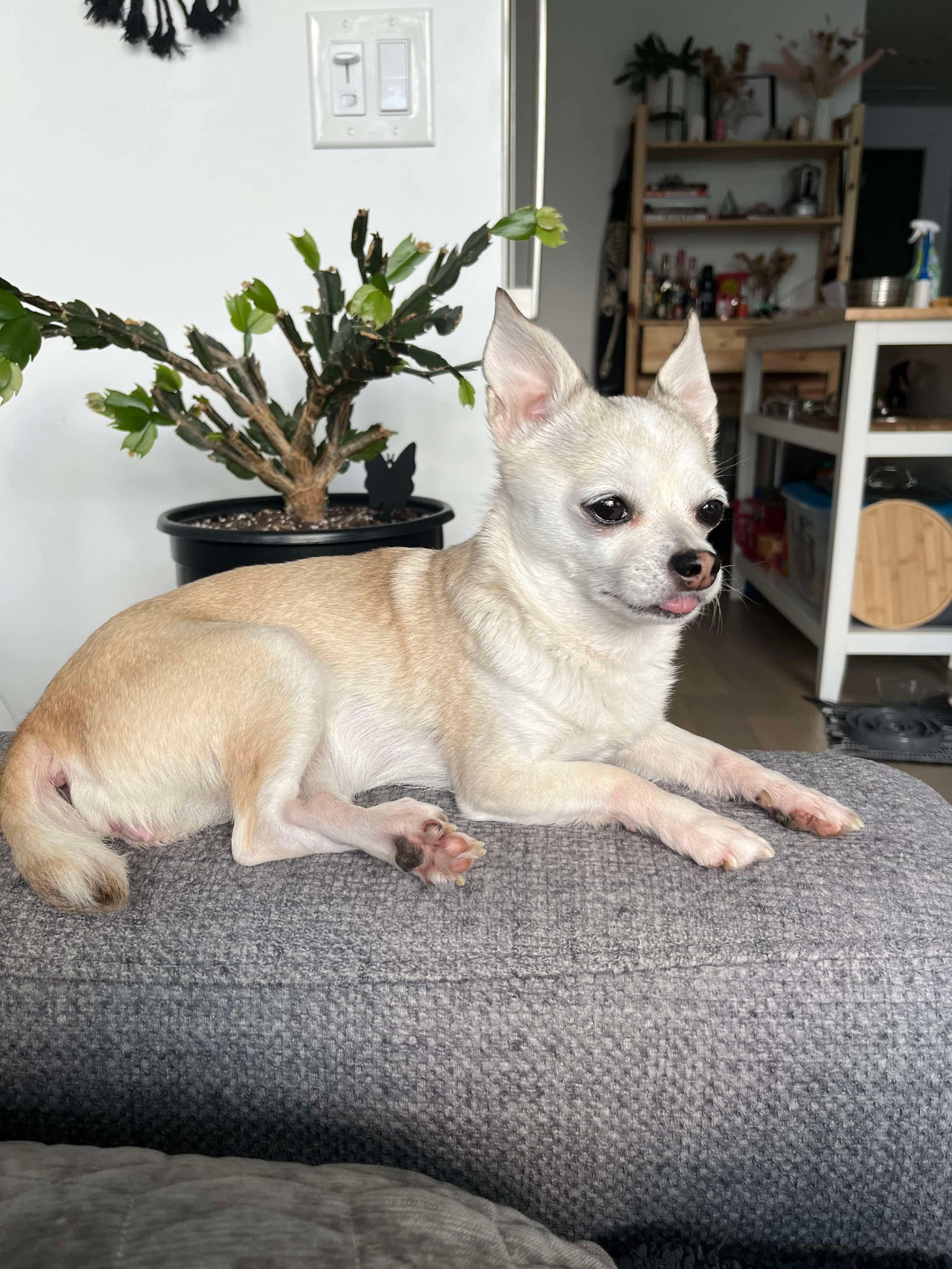 Enlarge Cupcake, a Adopted Chihuahua in North Vancouver, BC image 5/6