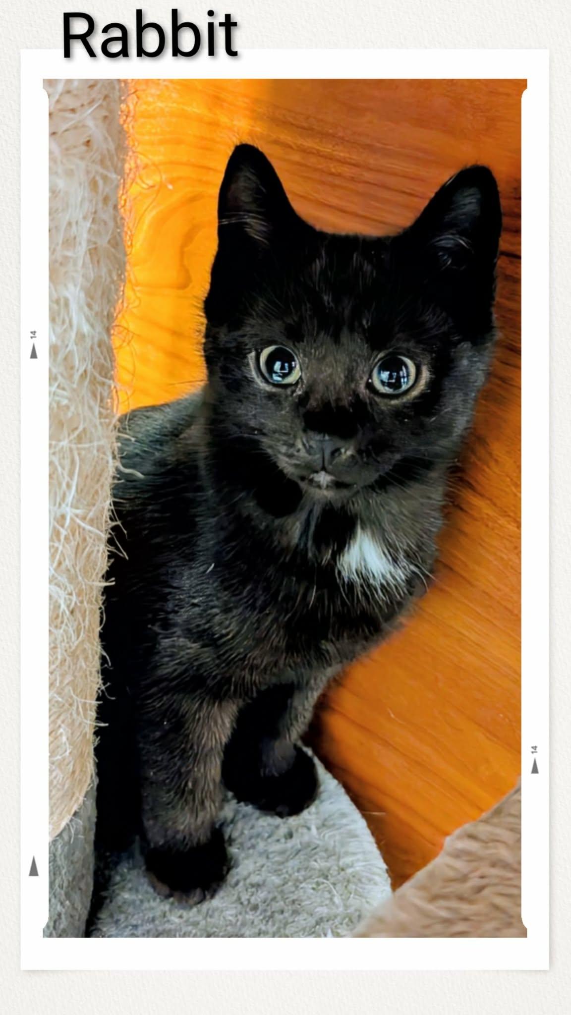 Enlarge Rabbit, a Adopted Domestic Short Hair in Caistor Centre, ON image 1/1