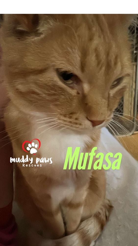 Mufasa, Adoptable, Senior Male Domestic Short Hair & Tabby.