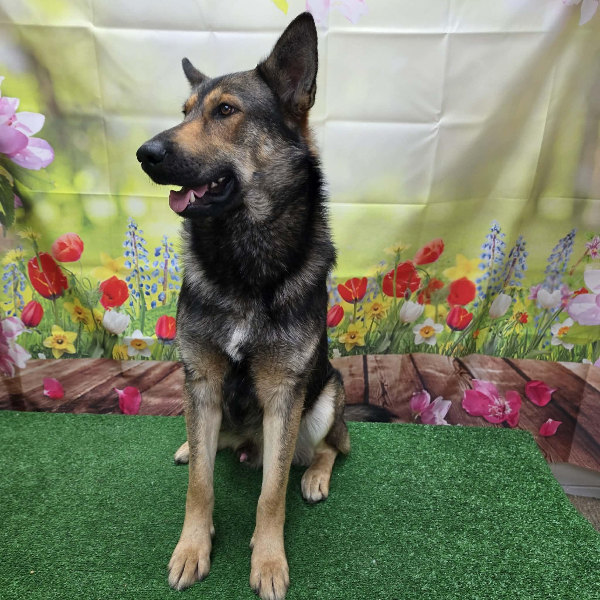 Bryson, a ADOPTABLE German Shepherd Dog in Statesboro, GA image 2/5
