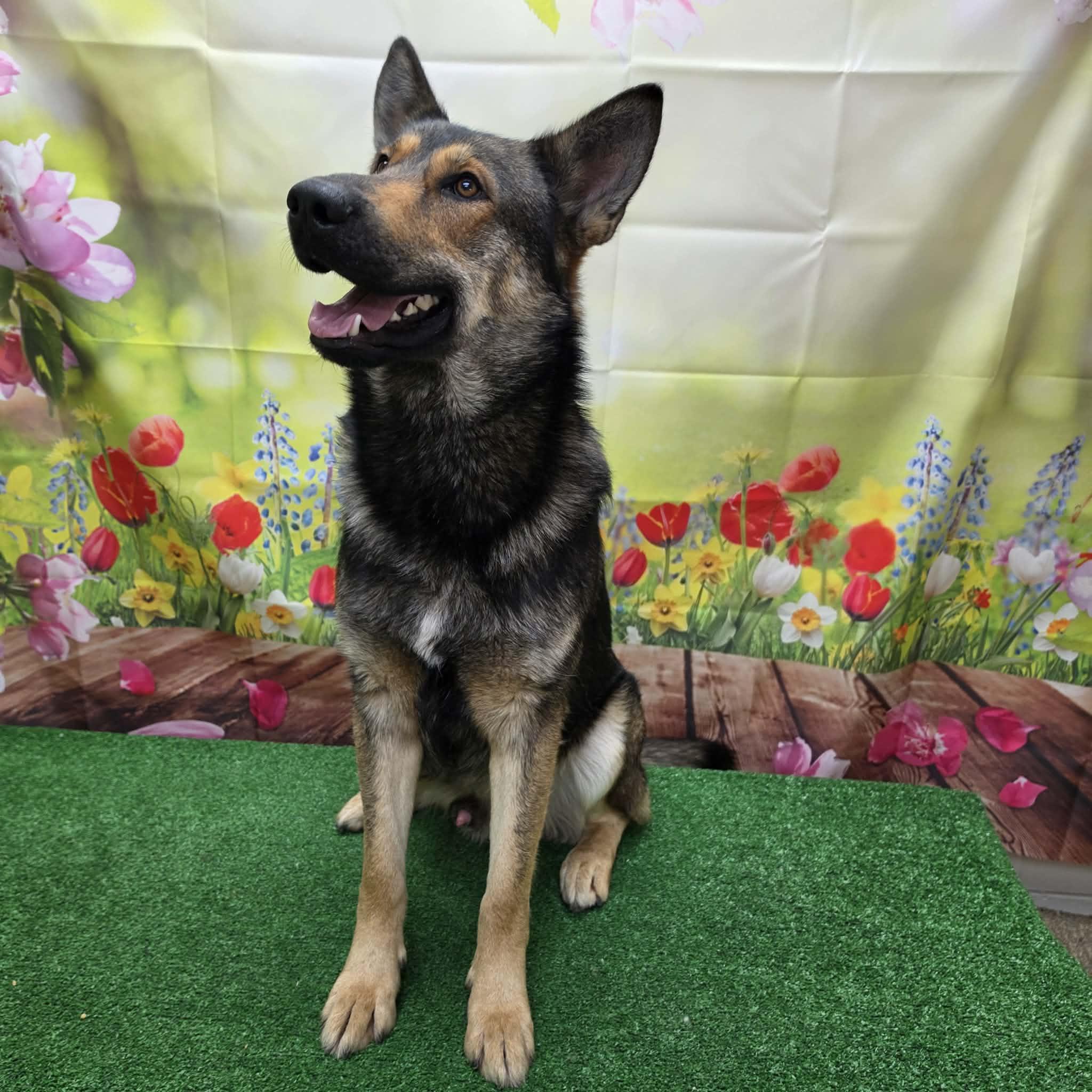 Bryson, a ADOPTABLE German Shepherd Dog in Statesboro, GA image 1/5