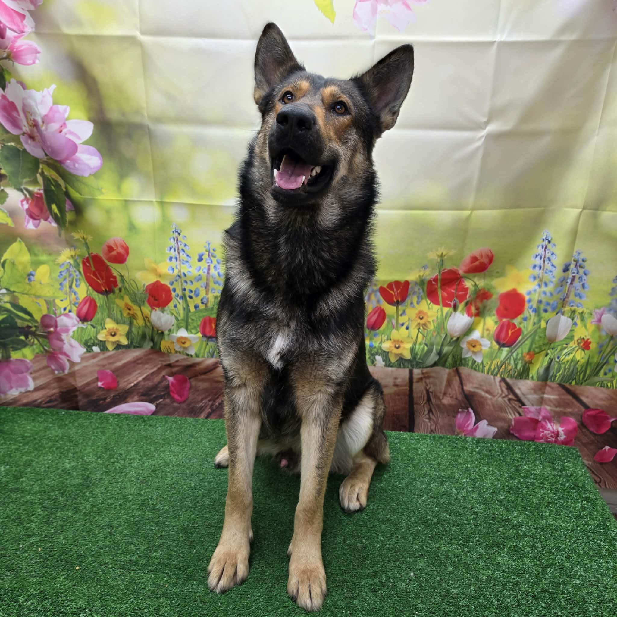 Bryson, a ADOPTABLE German Shepherd Dog in Statesboro, GA image 5/5