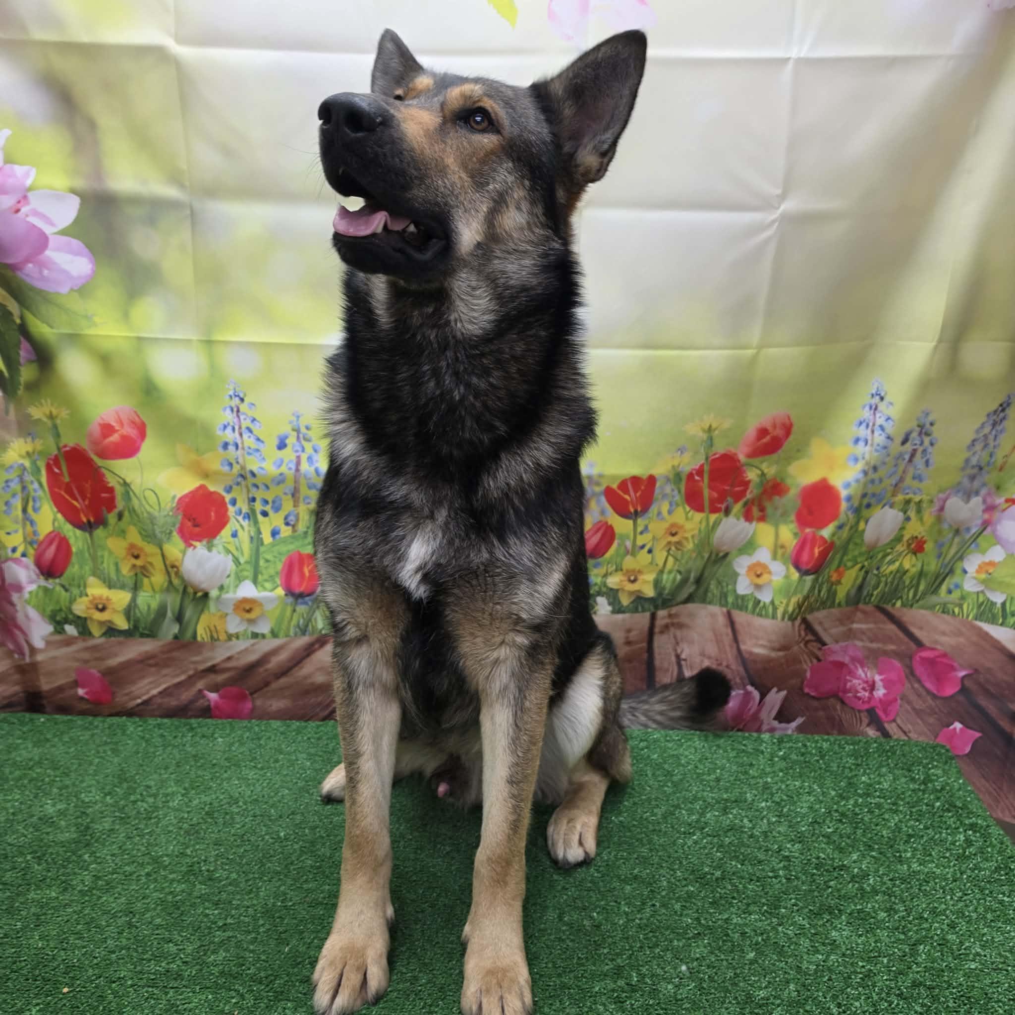 Bryson, a ADOPTABLE German Shepherd Dog in Statesboro, GA image 4/5