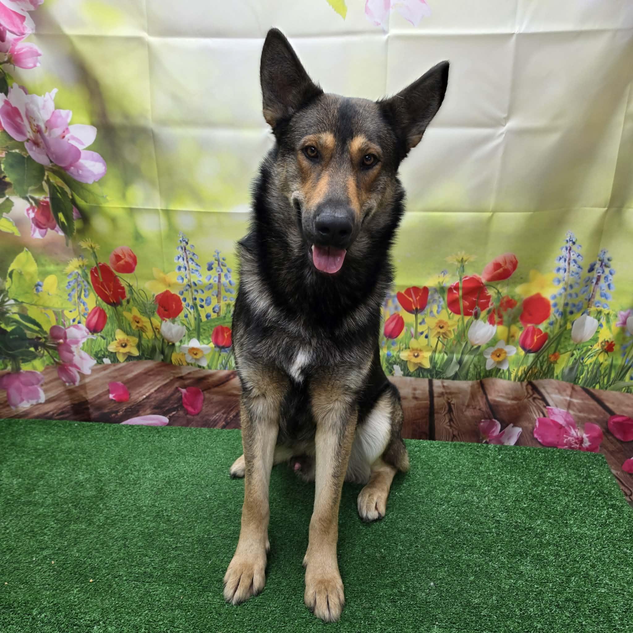 Bryson, a ADOPTABLE German Shepherd Dog in Statesboro, GA image 3/5