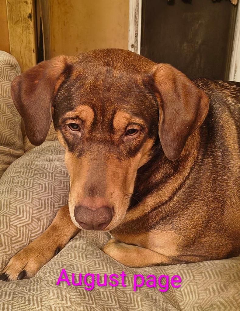 August, Adoptable, Adult Female Doberman Pinscher & German Shepherd Dog.