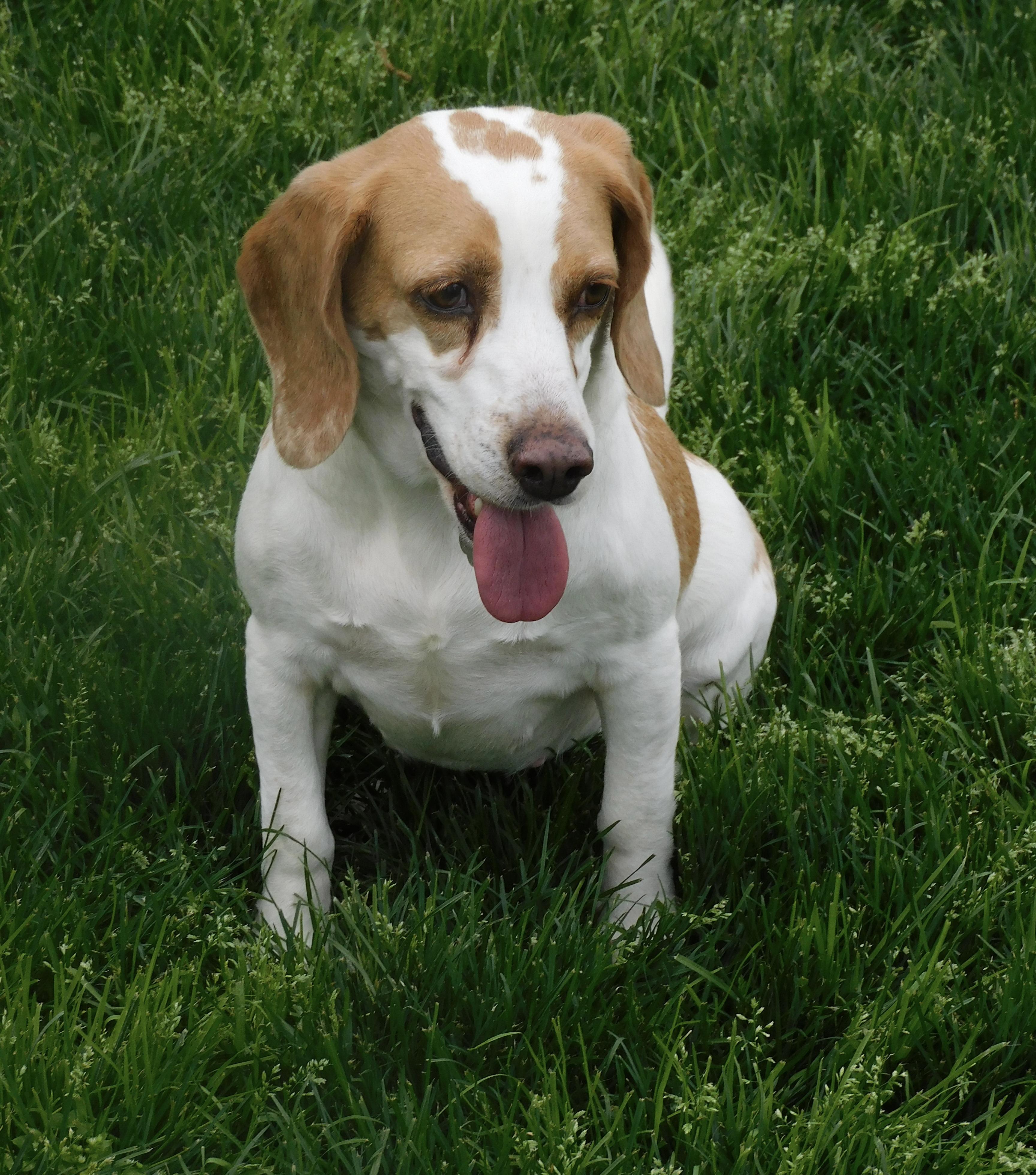 Enlarge Camelia, a Adoptable Beagle in Prairieville, LA image 1/6
